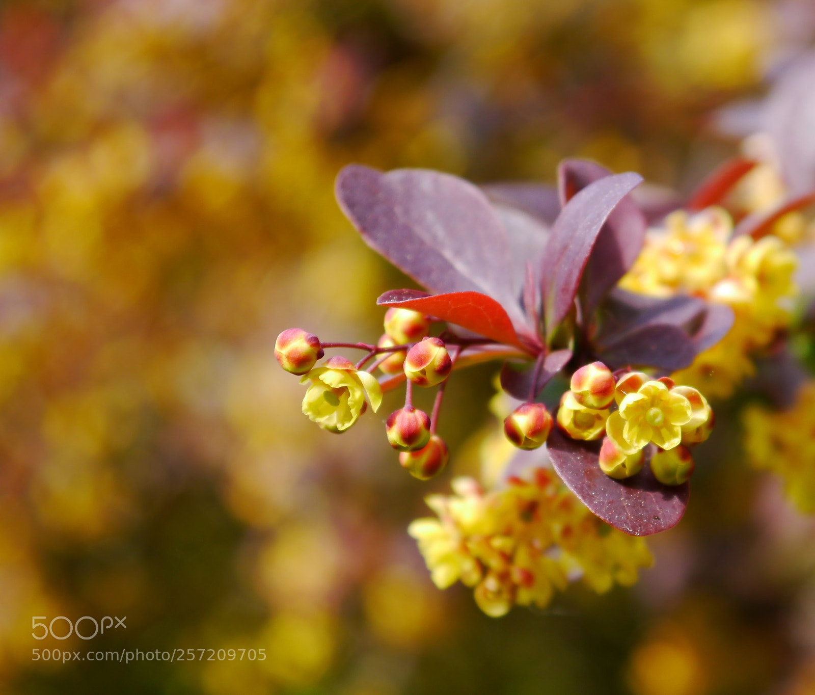Panasonic Lumix DMC-G3 sample photo. Red leaf, yellow flower photography