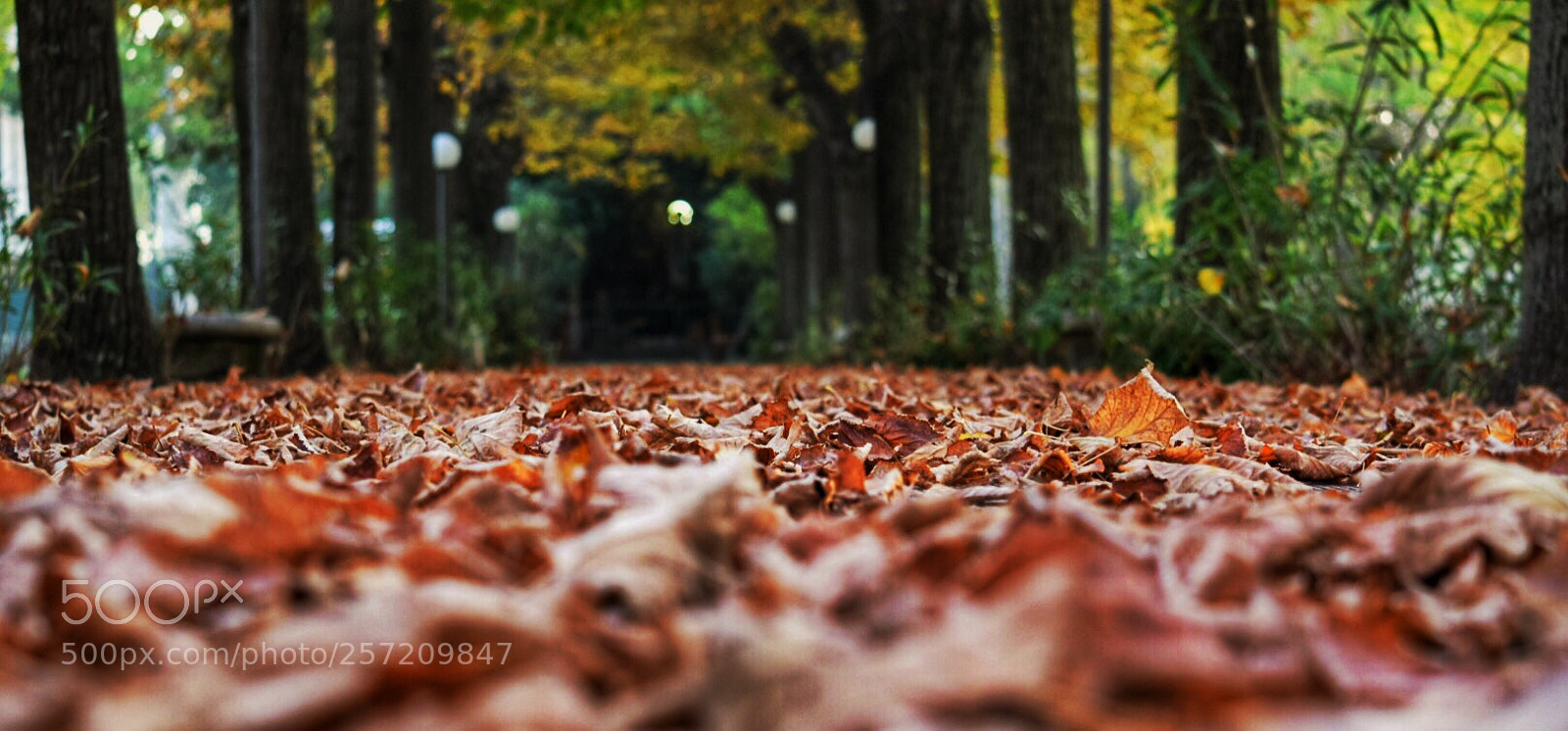 Nikon D3300 sample photo. Autumn  photography