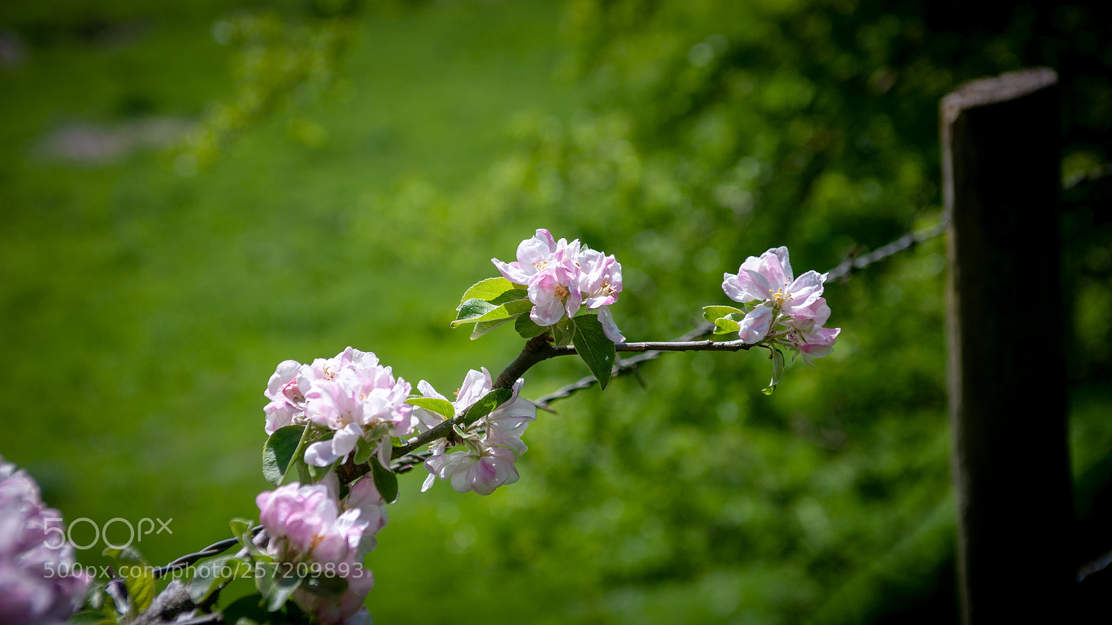 Nikon D700 sample photo. Blossom dandelion etc photography