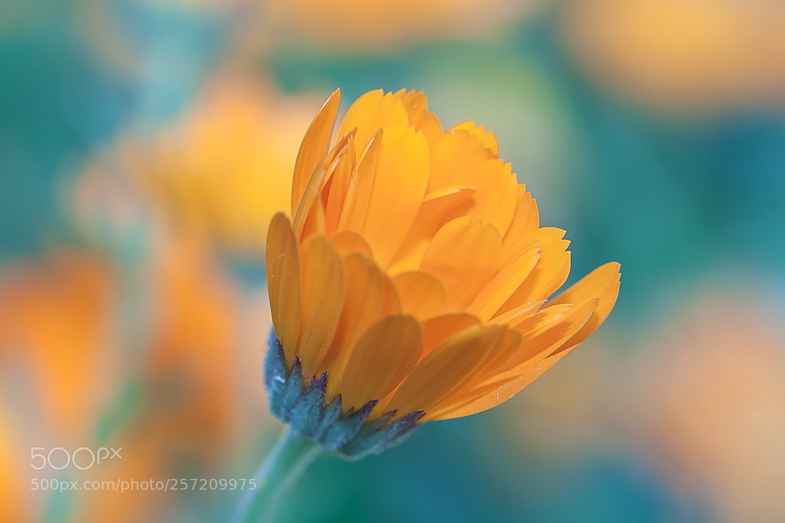 Canon EOS 5D Mark II sample photo. Untitled photography