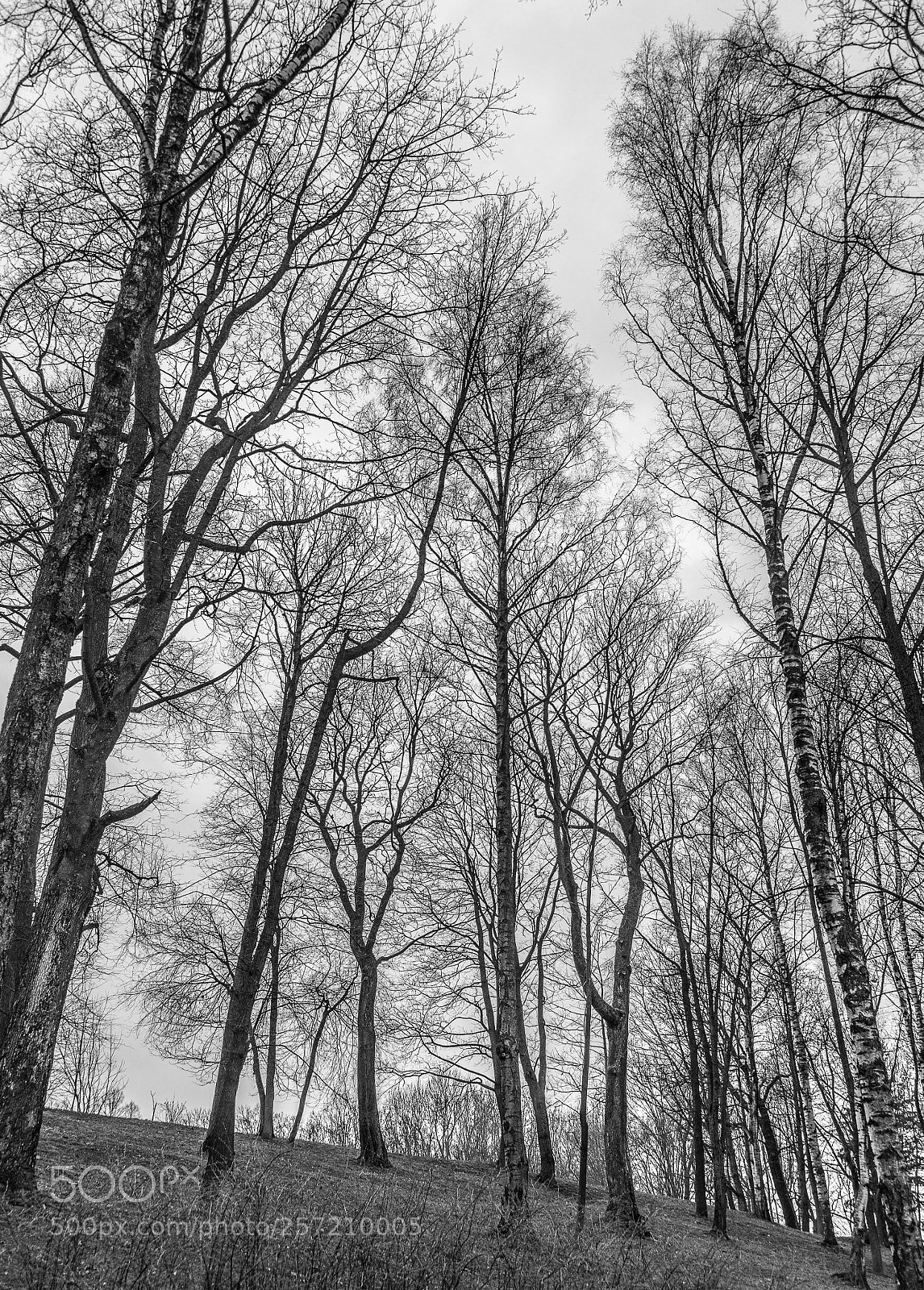 Nikon D800 sample photo. Spring in russia photography