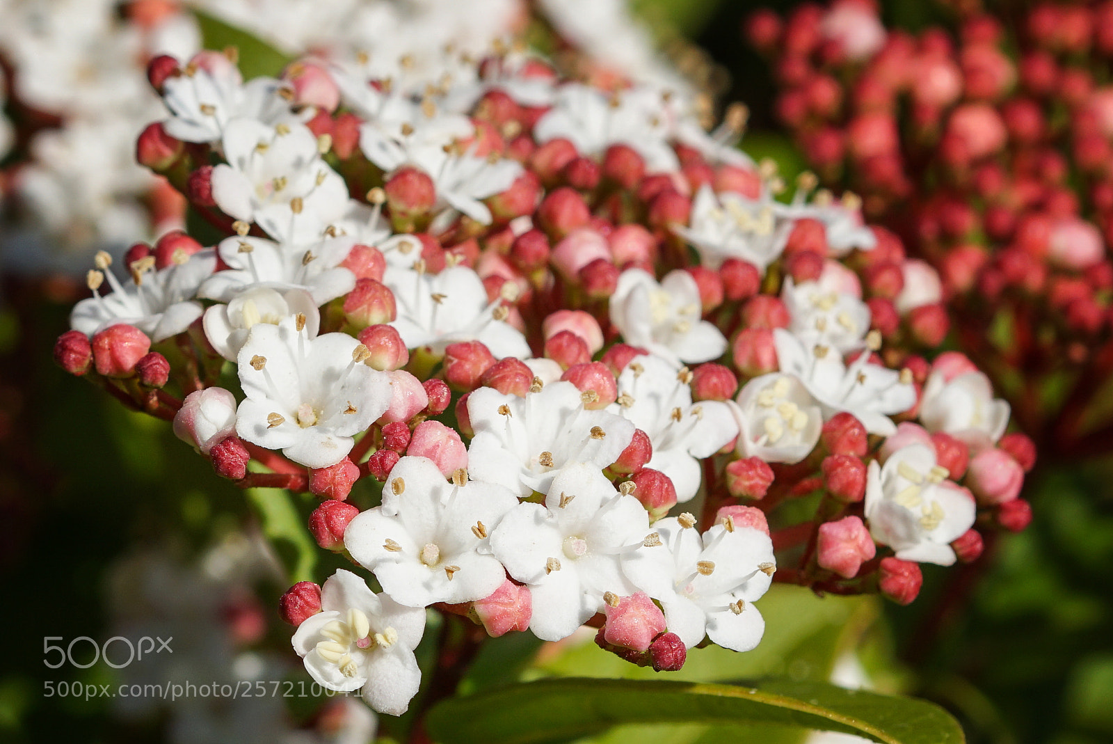 Sony ILCA-77M2 sample photo. Laurustinus, viburnum tinus photography