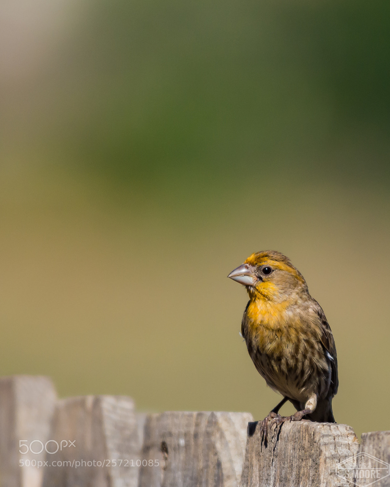 Nikon D7200 sample photo. Gold house finch photography