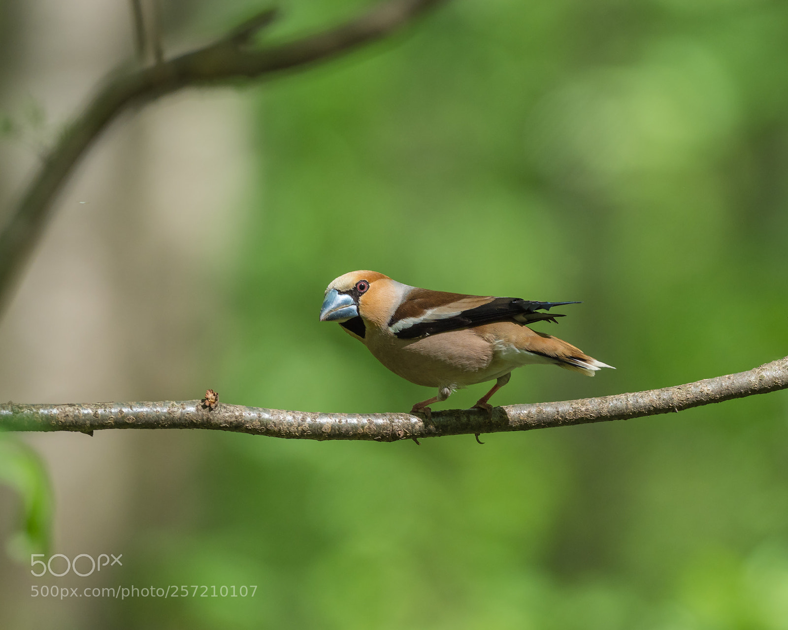 Olympus OM-D E-M1 Mark II sample photo. Coccothraustes coccothraustes photography