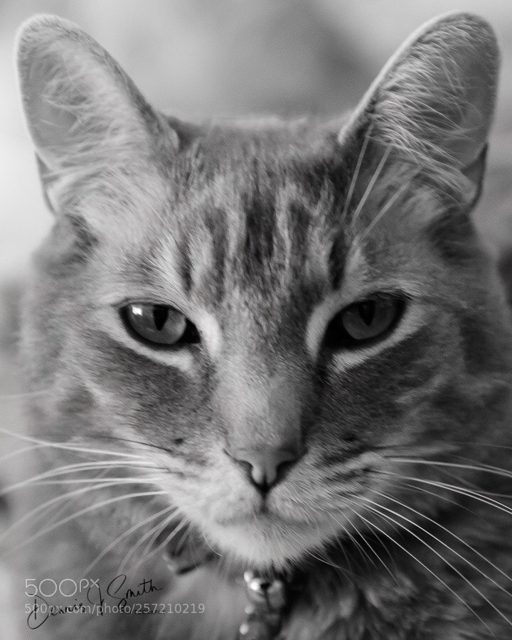 Nikon D850 sample photo. Look into my eyes  photography