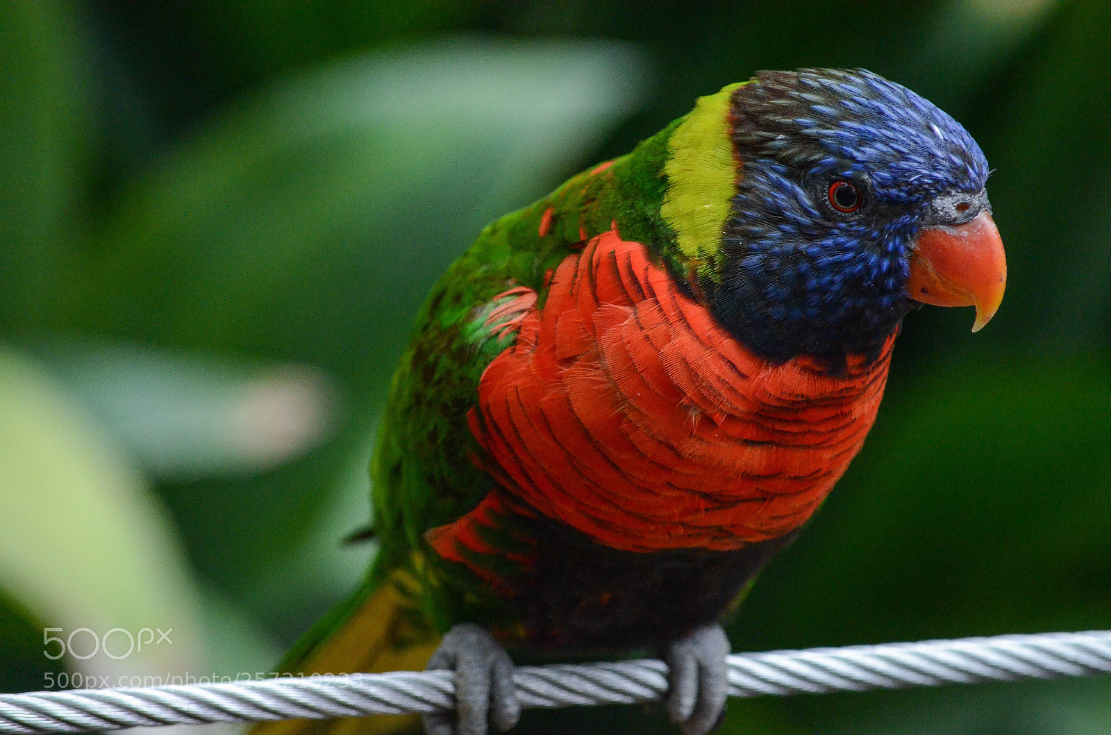 Nikon D7000 sample photo. Lorikeet photography