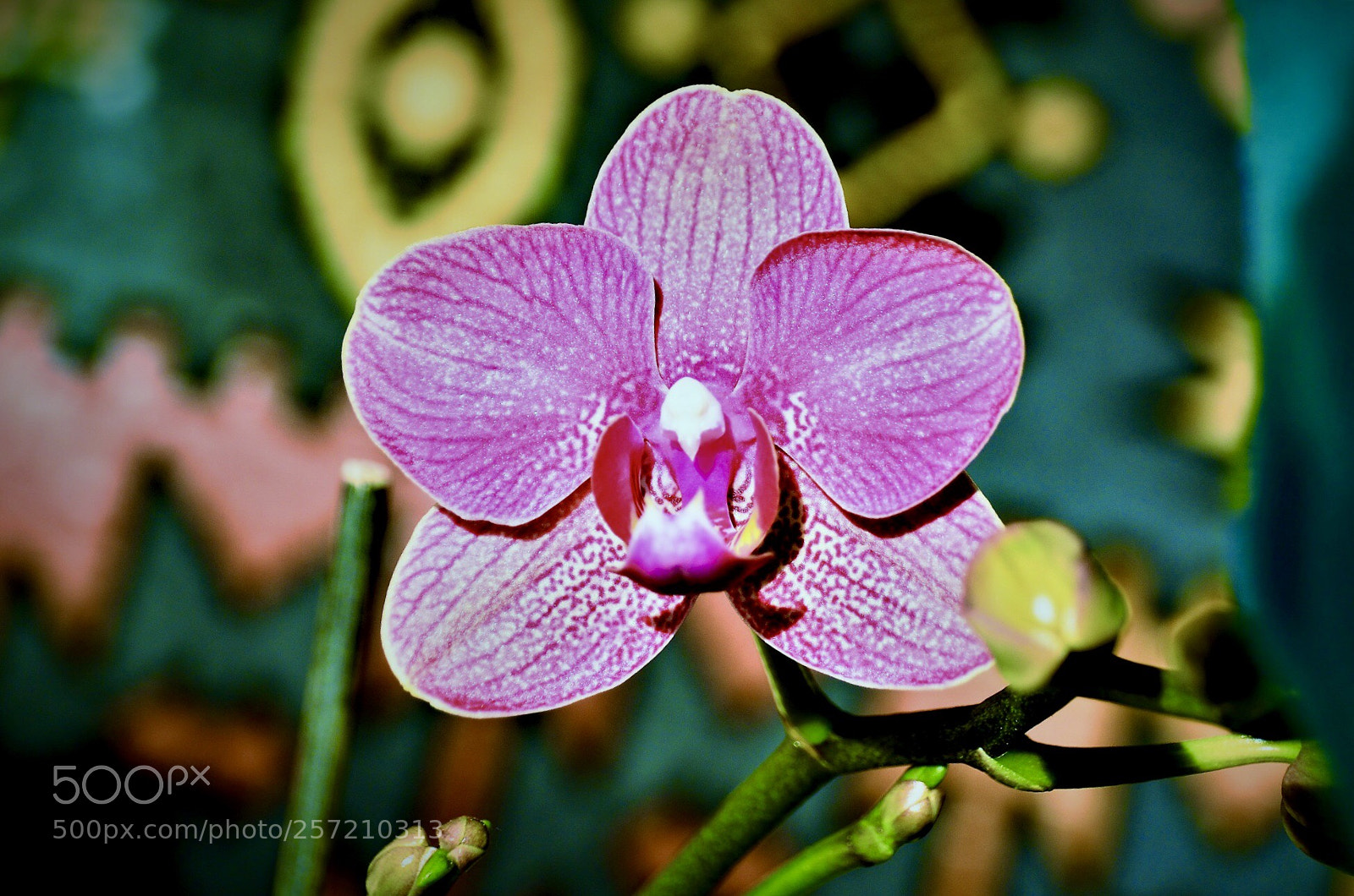 Nikon D7000 sample photo. Orchide photography