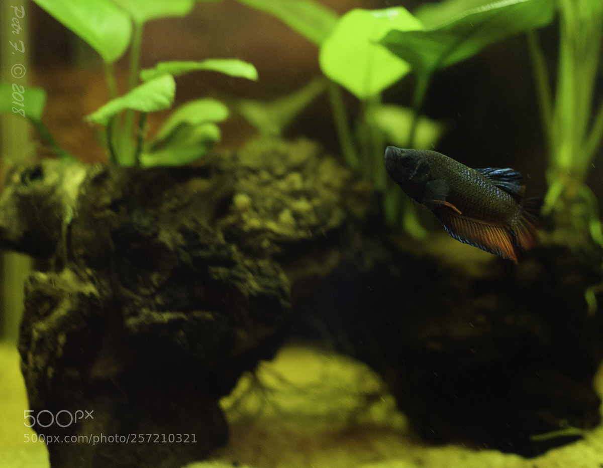 Nikon D300S sample photo. Betta fish photography