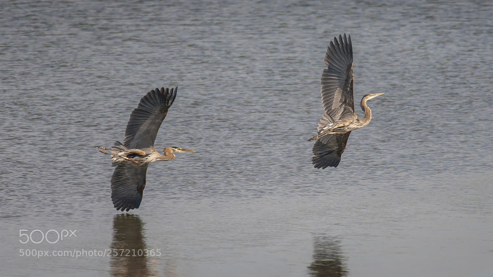 Nikon D800E sample photo. Great blue herons photography