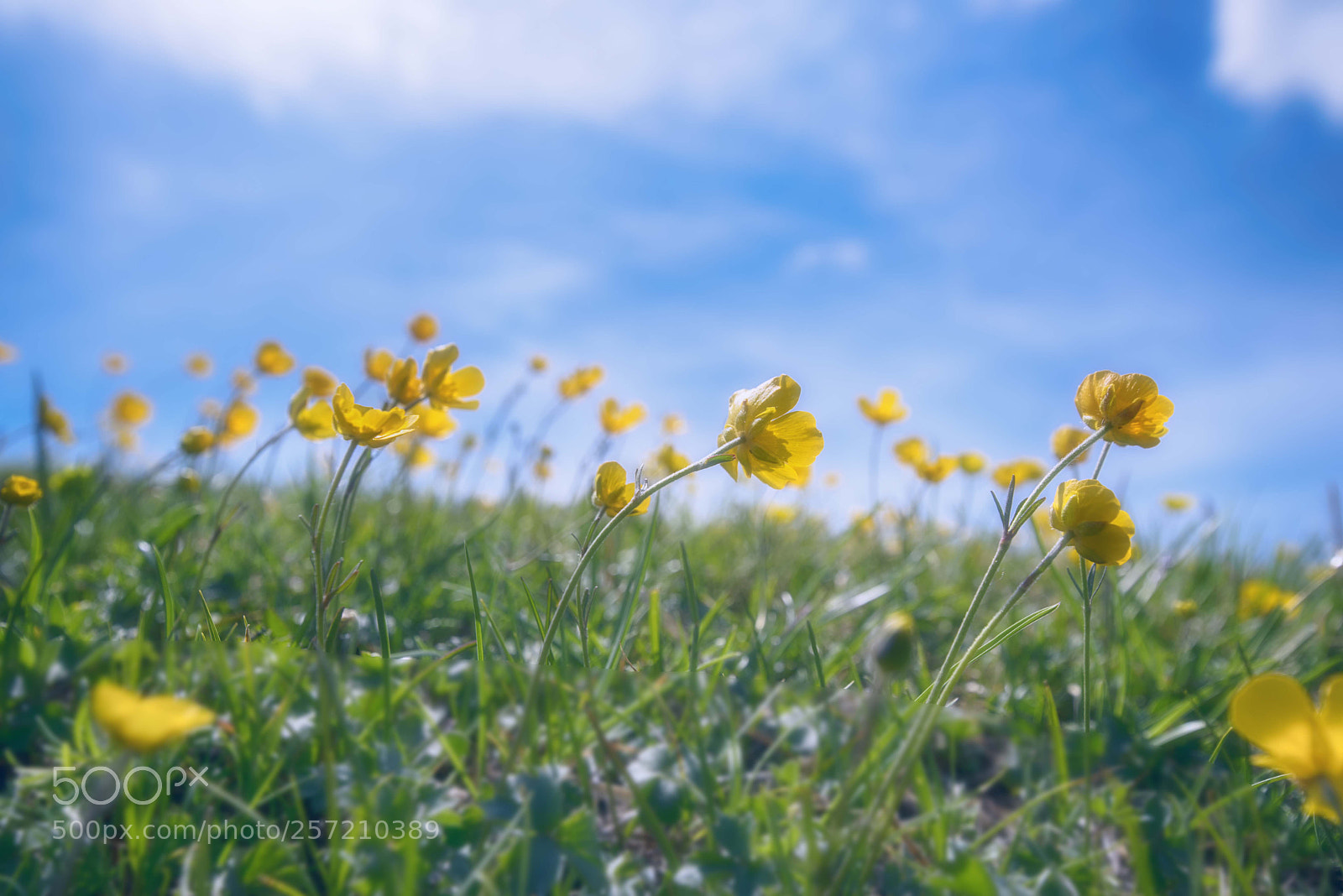Nikon D750 sample photo. Ranunculus milefoiliatus photography