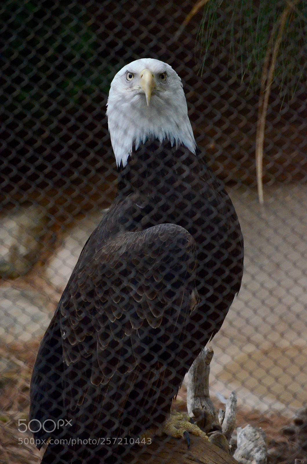Nikon D7000 sample photo. Bald eagle rehab photography
