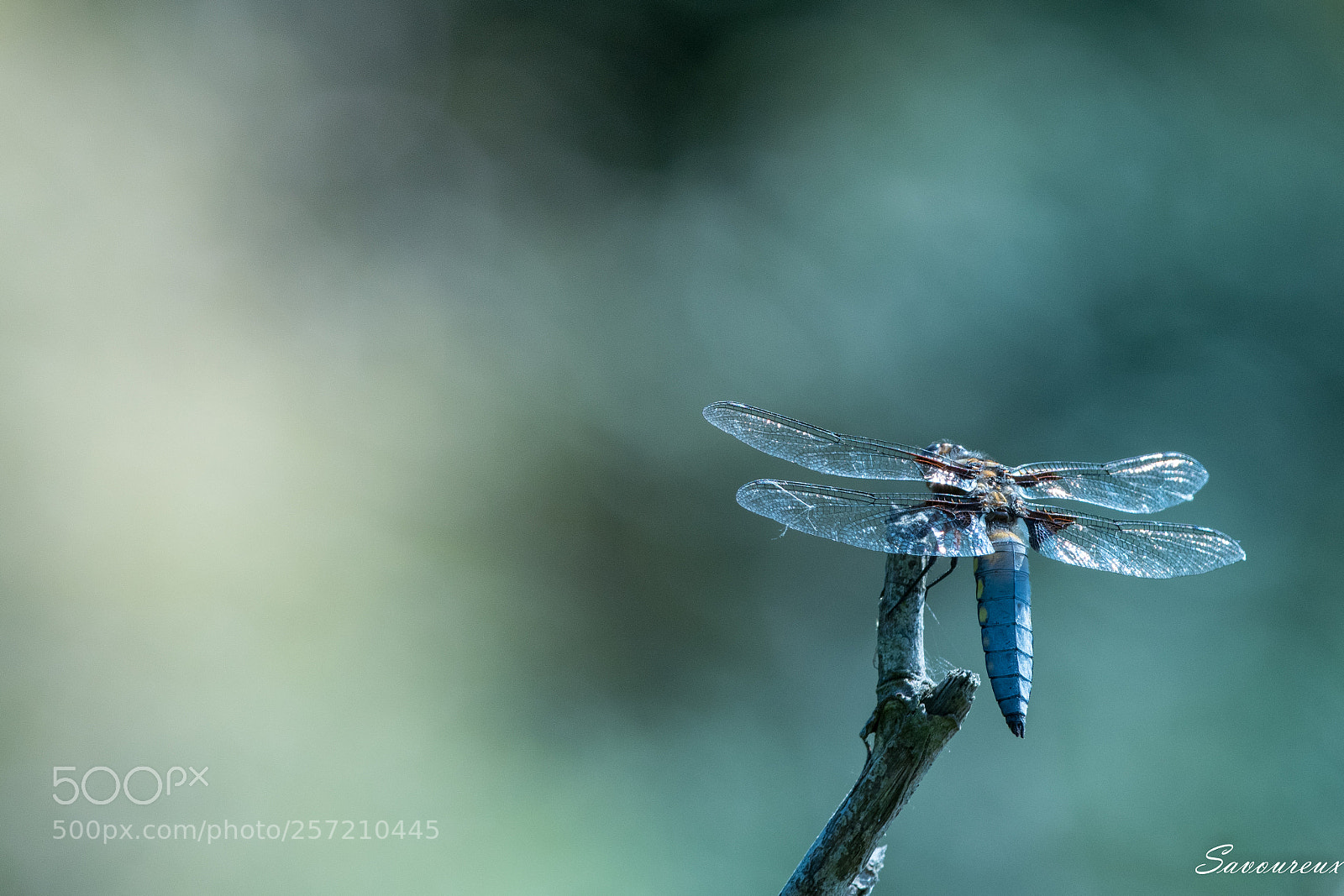 Nikon D5500 sample photo. Fairy photography