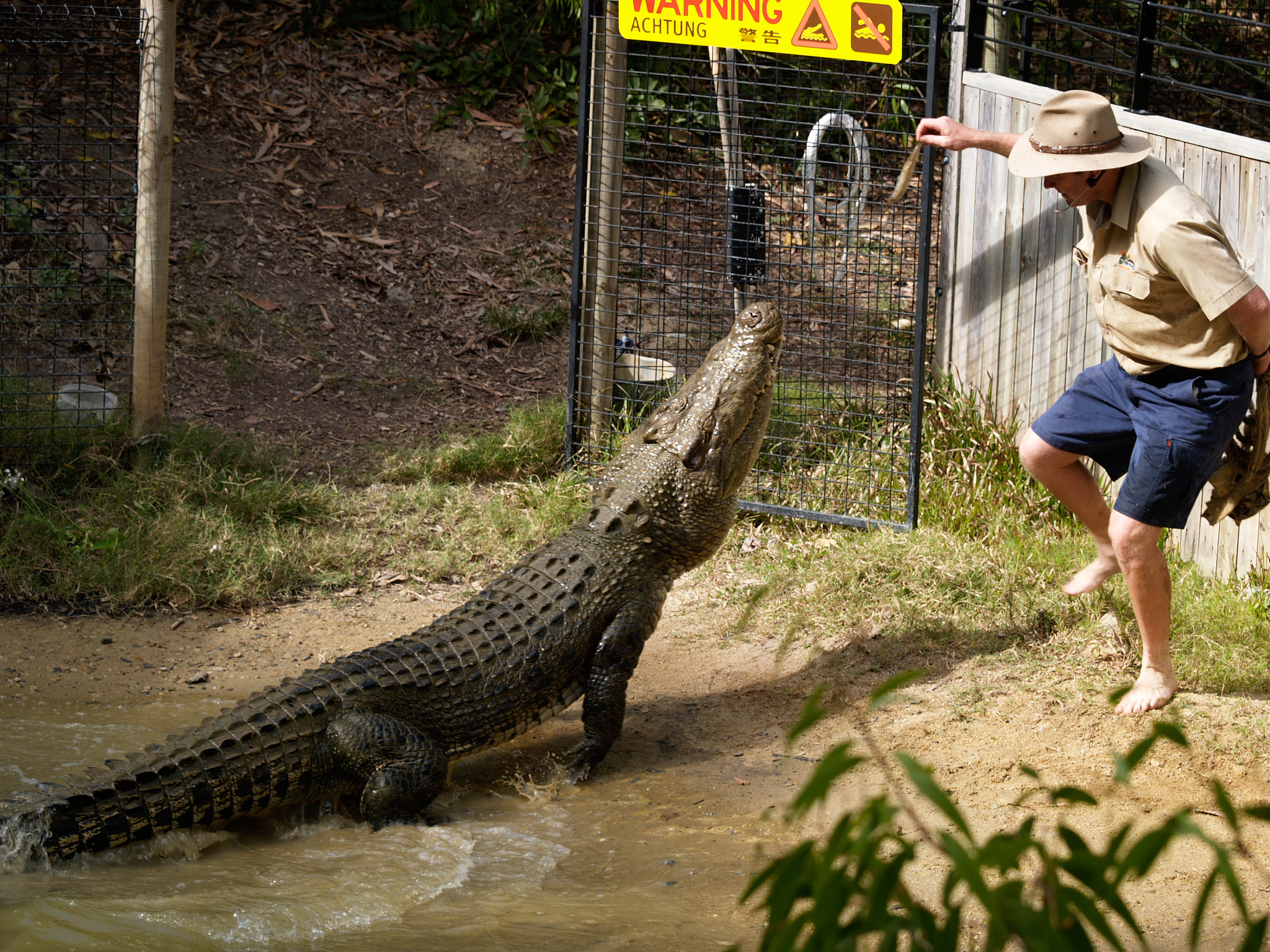 Olympus E-1 sample photo. Dancing with crocodyles photography