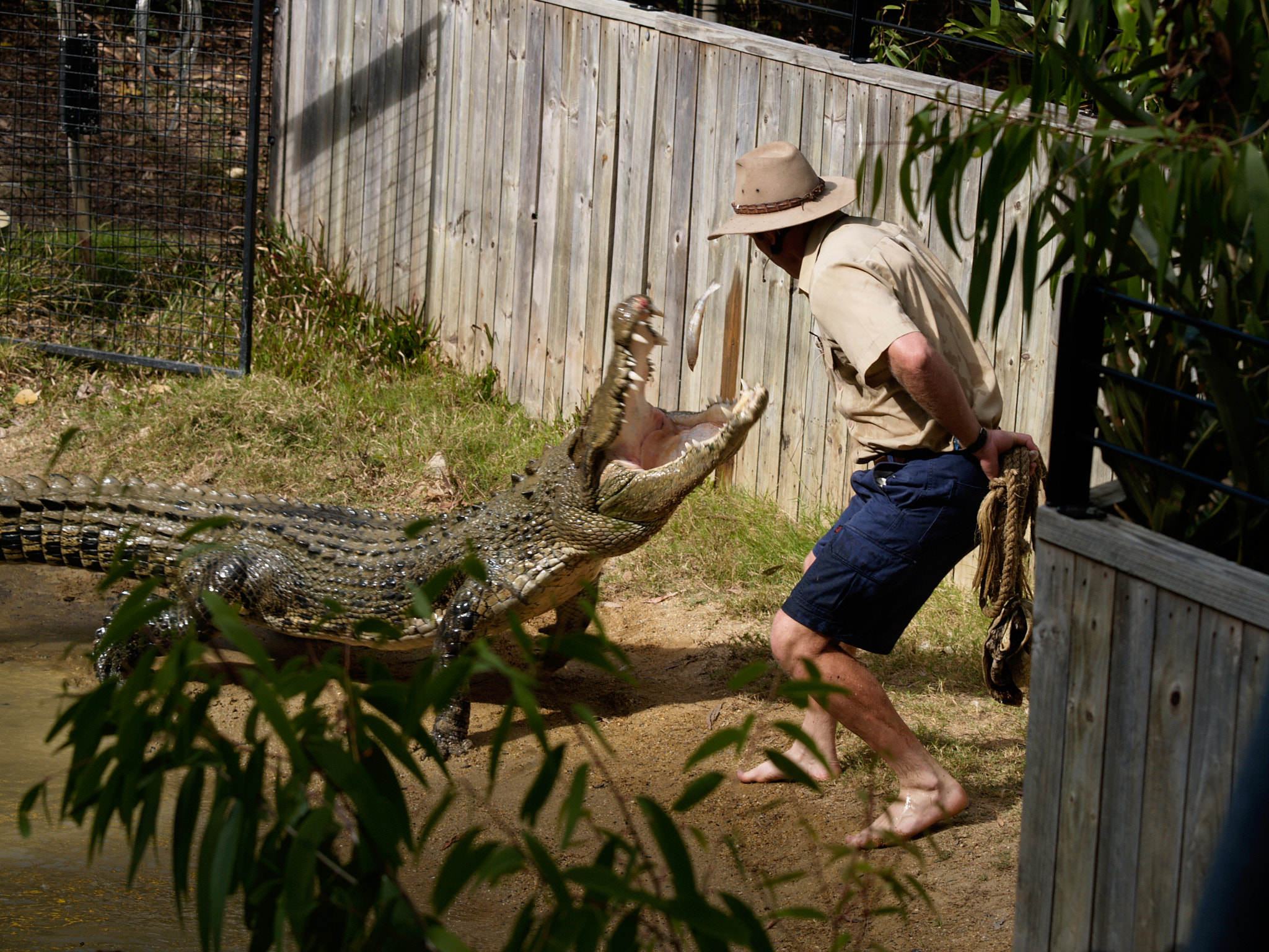 Olympus E-1 sample photo. Croc feeding photography