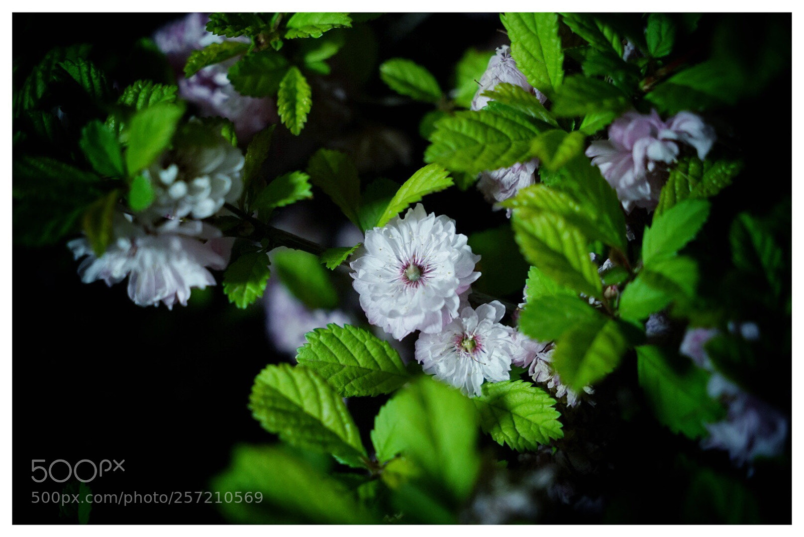 Sony a7S II sample photo. Untitled photography