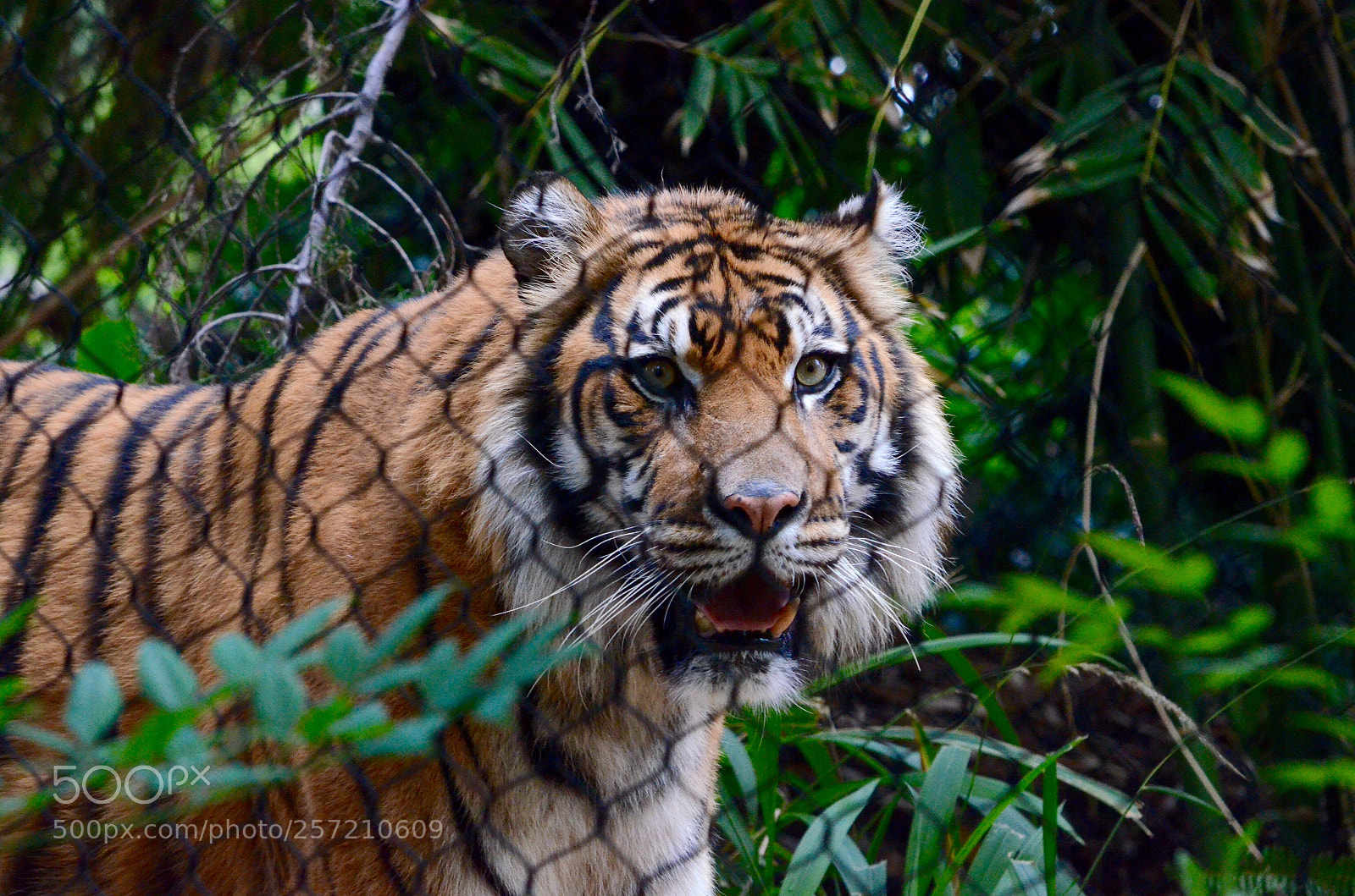 Nikon D7000 sample photo. Male sumatran tiger photography