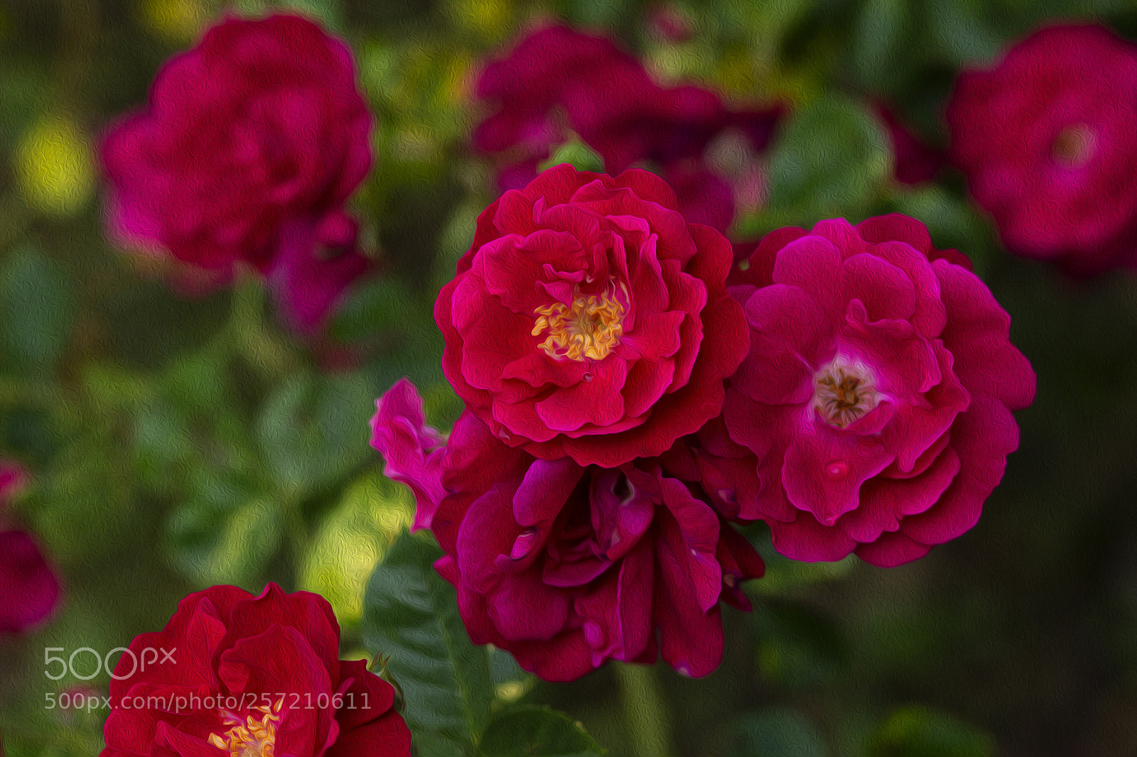 Canon EOS 600D (Rebel EOS T3i / EOS Kiss X5) sample photo. Rose bush photography