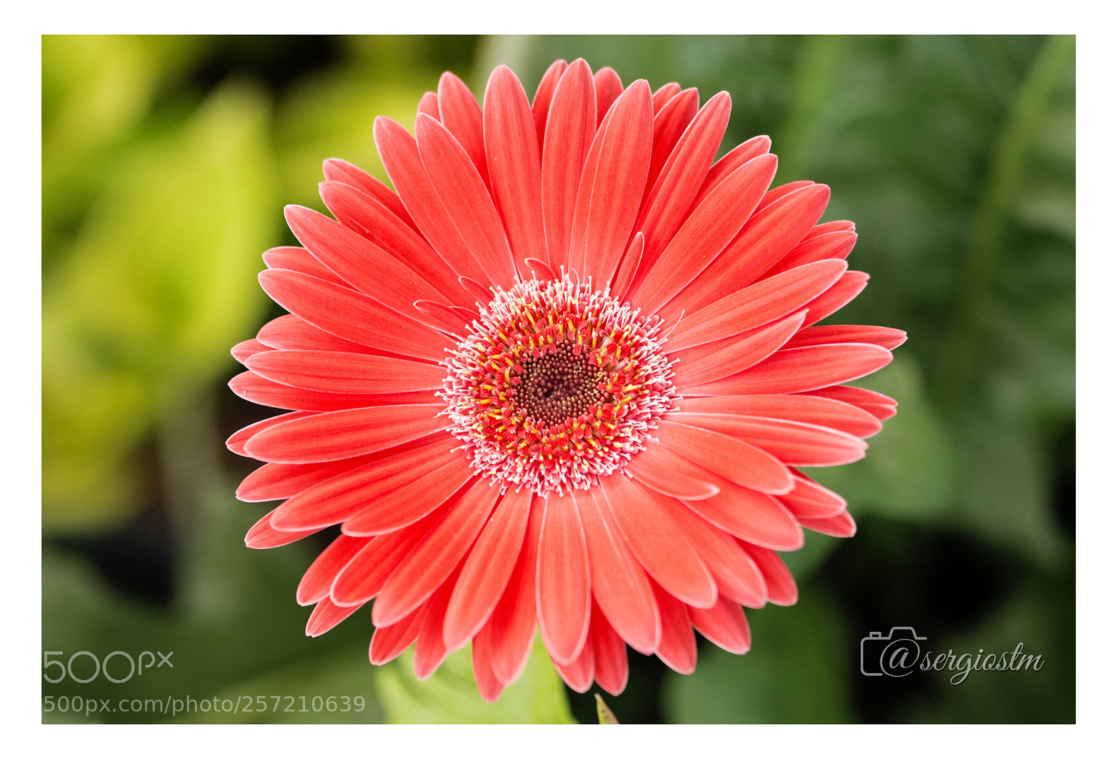 Nikon D7100 sample photo. Flower photography