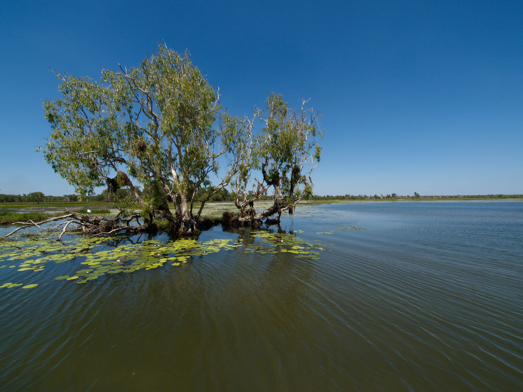 Olympus E-1 sample photo. Yellow water billabong photography