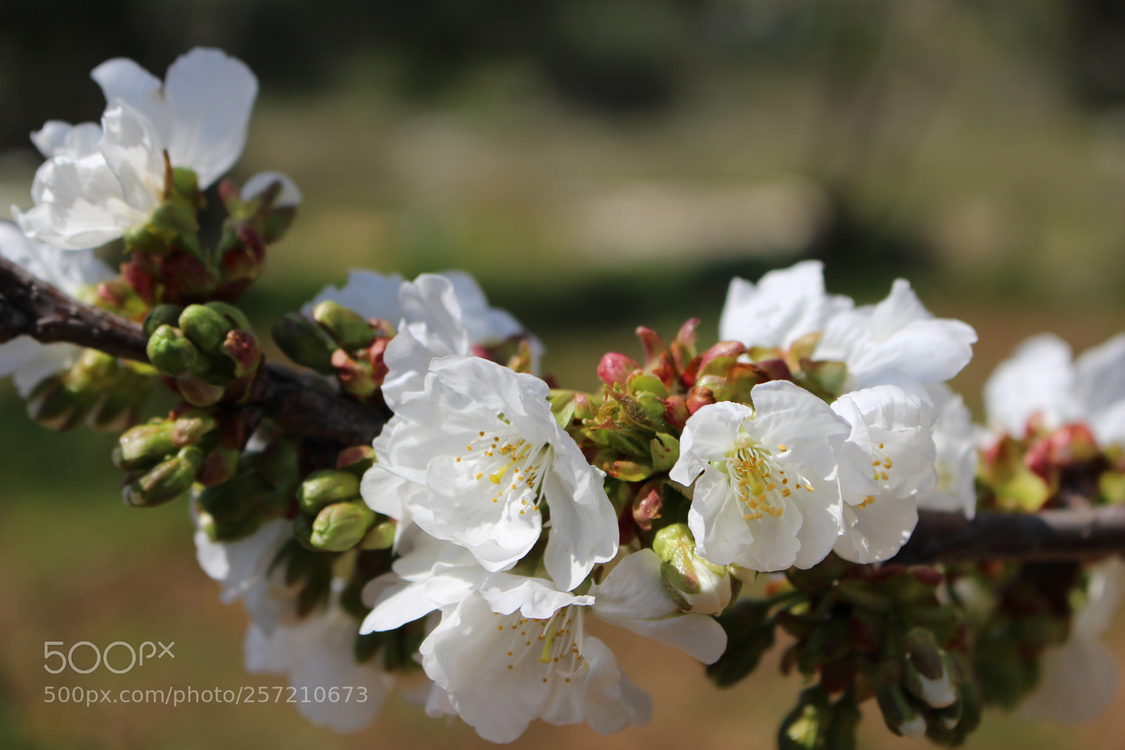 Canon EOS 100D (EOS Rebel SL1 / EOS Kiss X7) sample photo. Fiori di melo photography