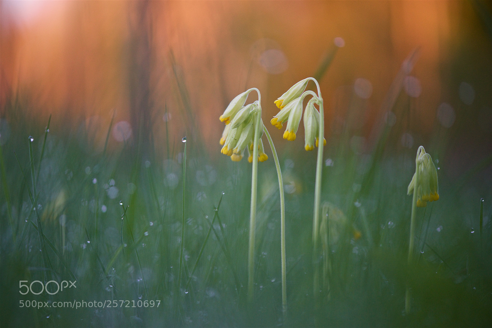 Nikon D810 sample photo. Morning colors. photography