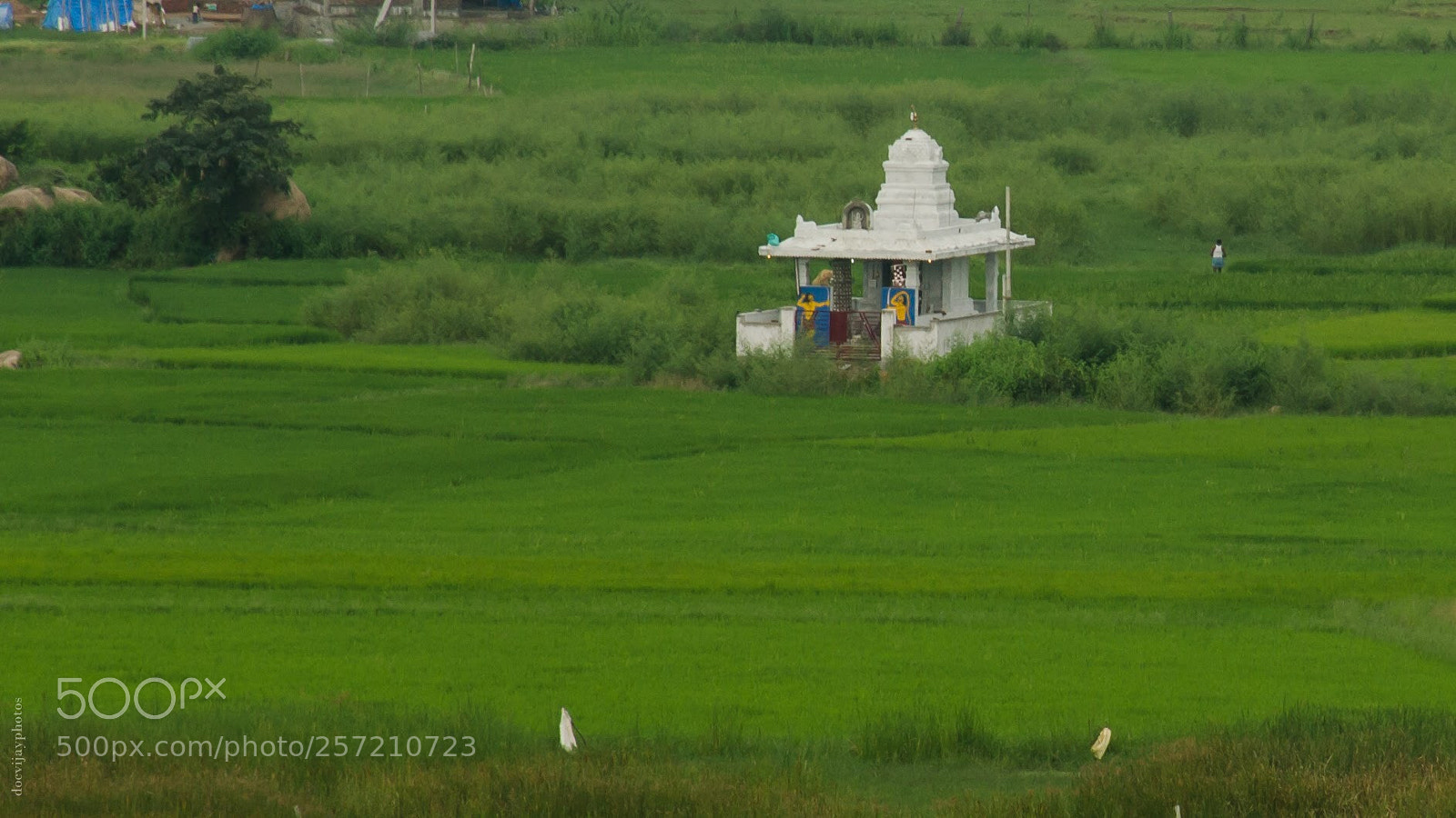 Nikon D7000 sample photo. Serenity in greenery photography
