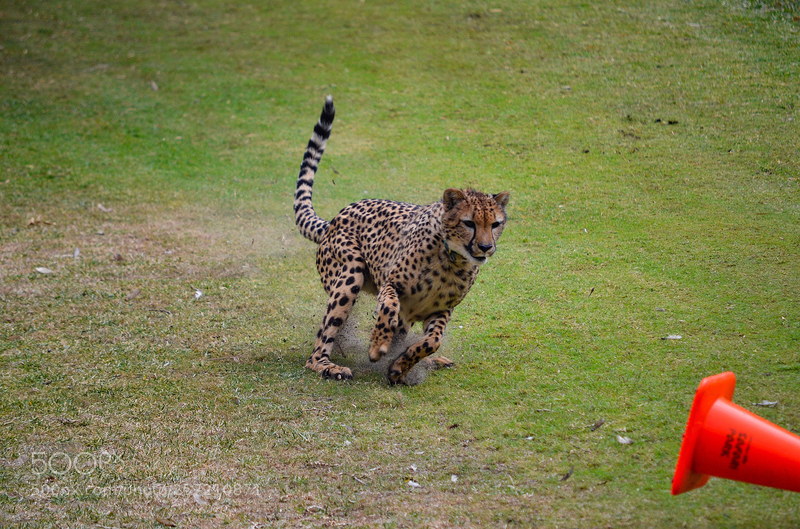 Nikon D7000 sample photo. Cheetah photography
