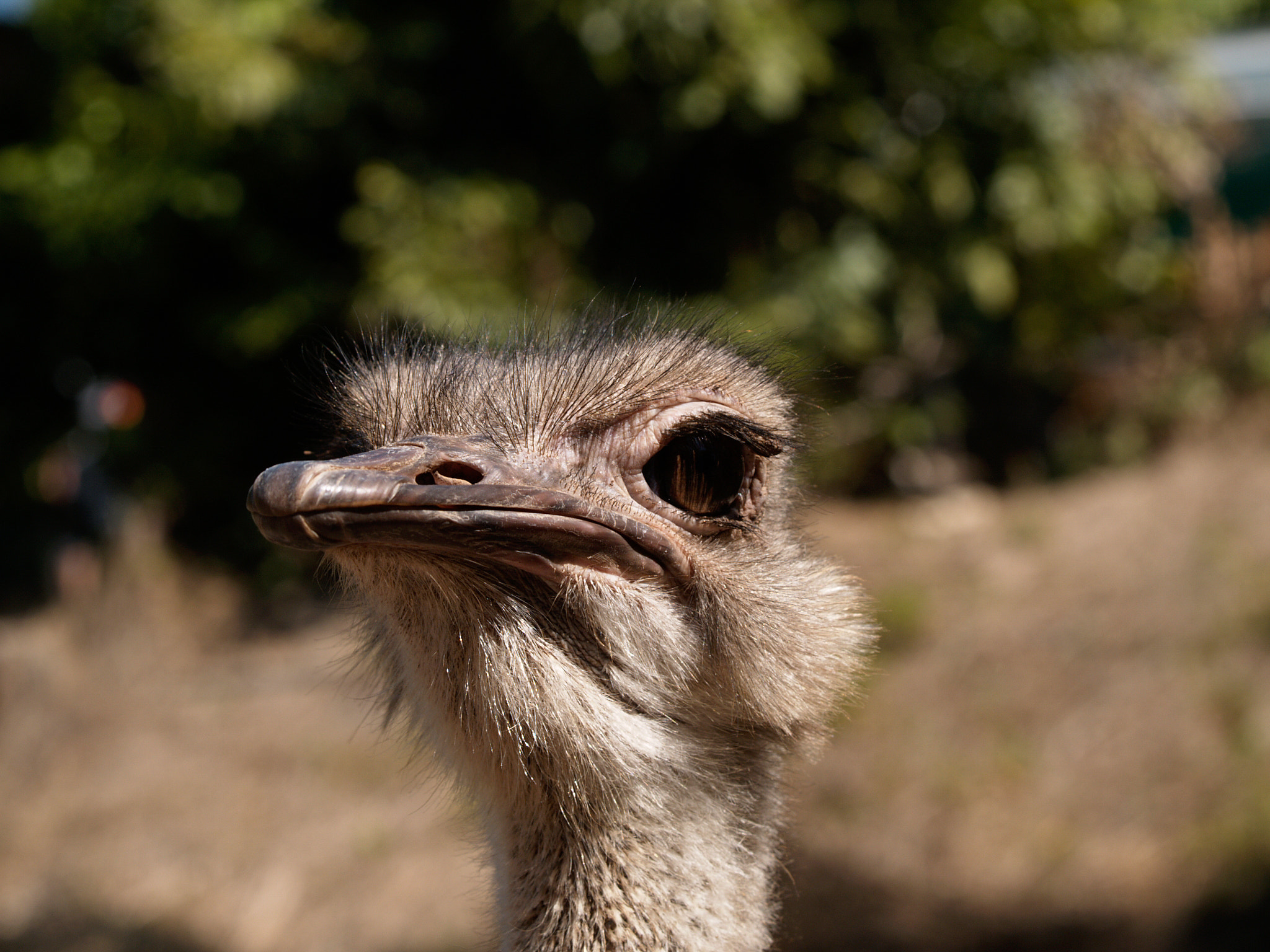 Olympus E-1 sample photo. Emu photography