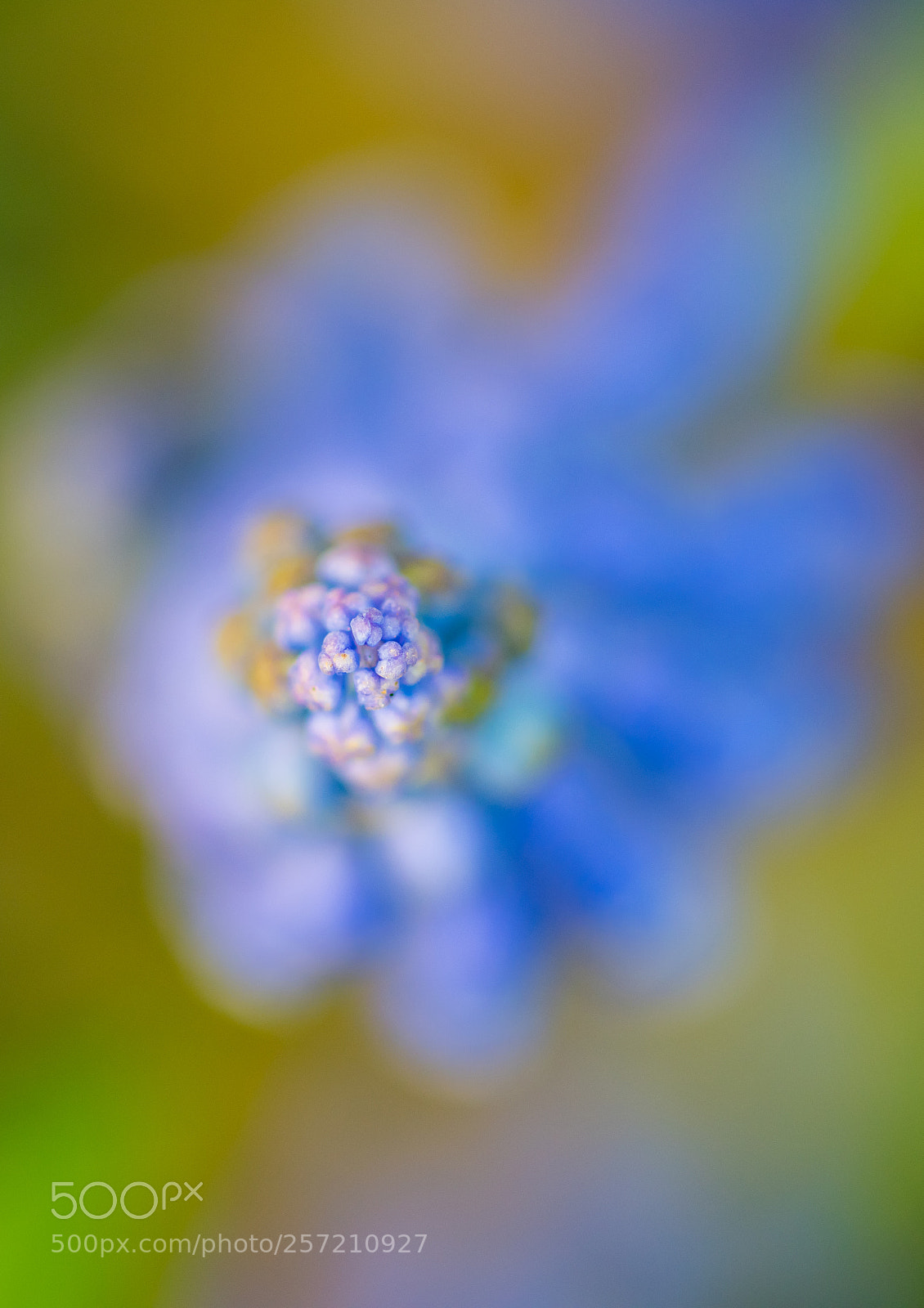 Nikon D810 sample photo. Colors of spring photography