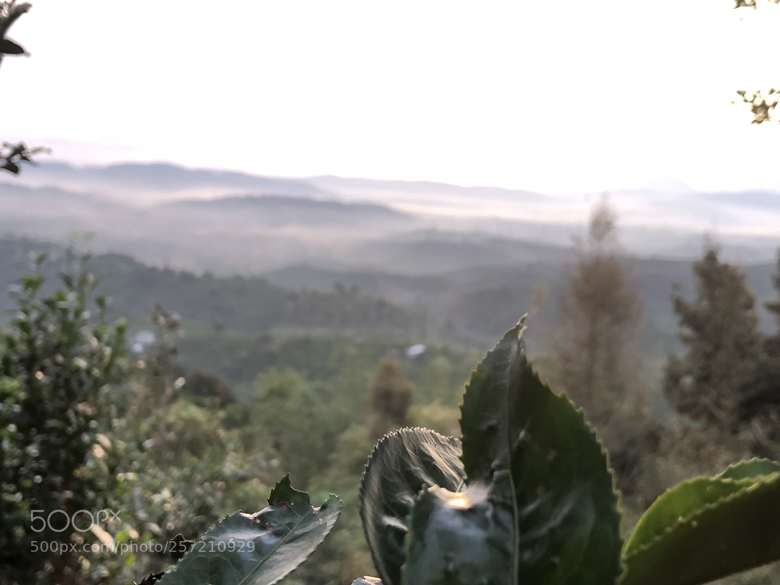 Apple iPhone 8 Plus sample photo. Img photography