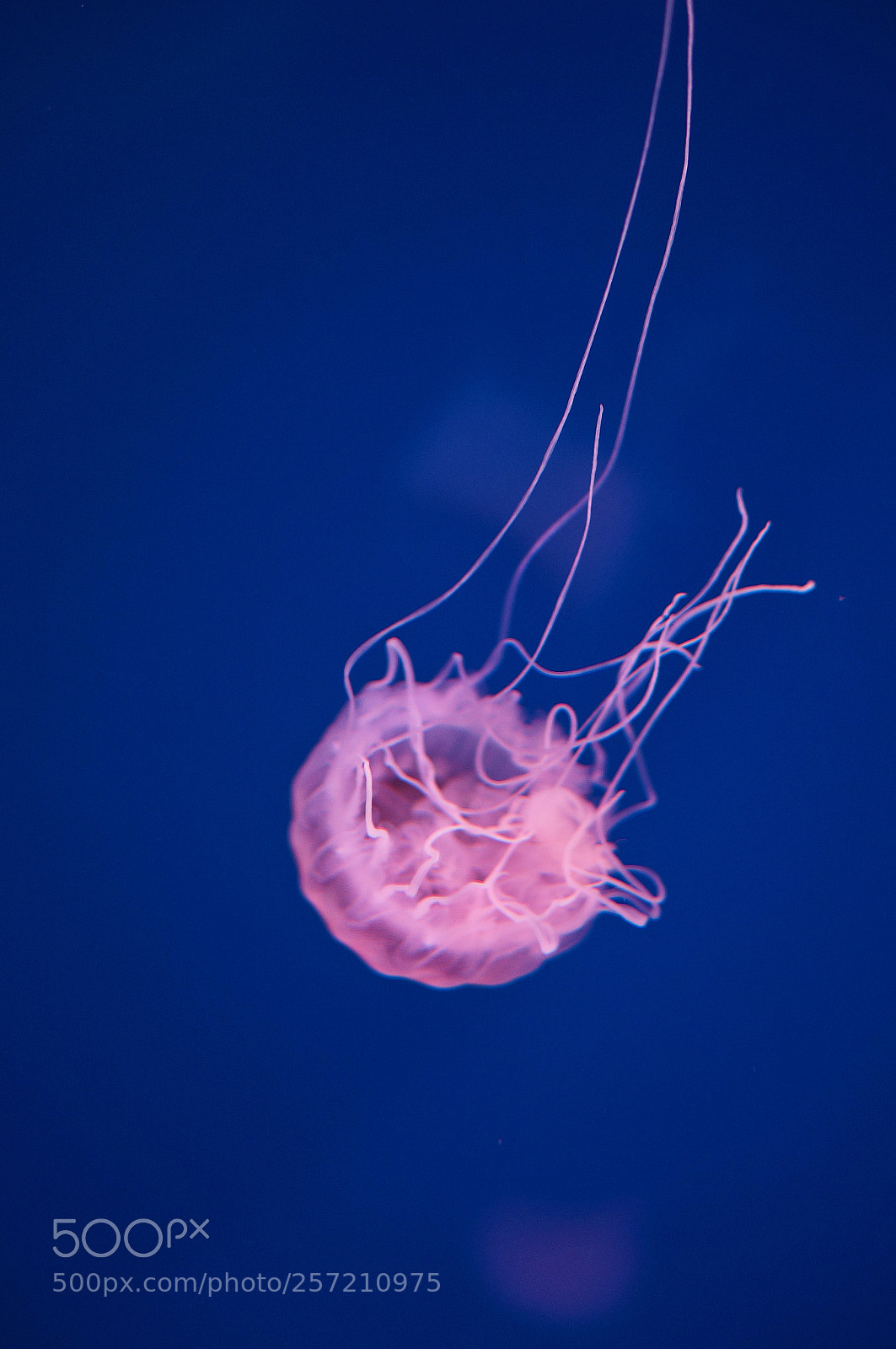 Sony Alpha NEX-5R sample photo. Jellyfish photography