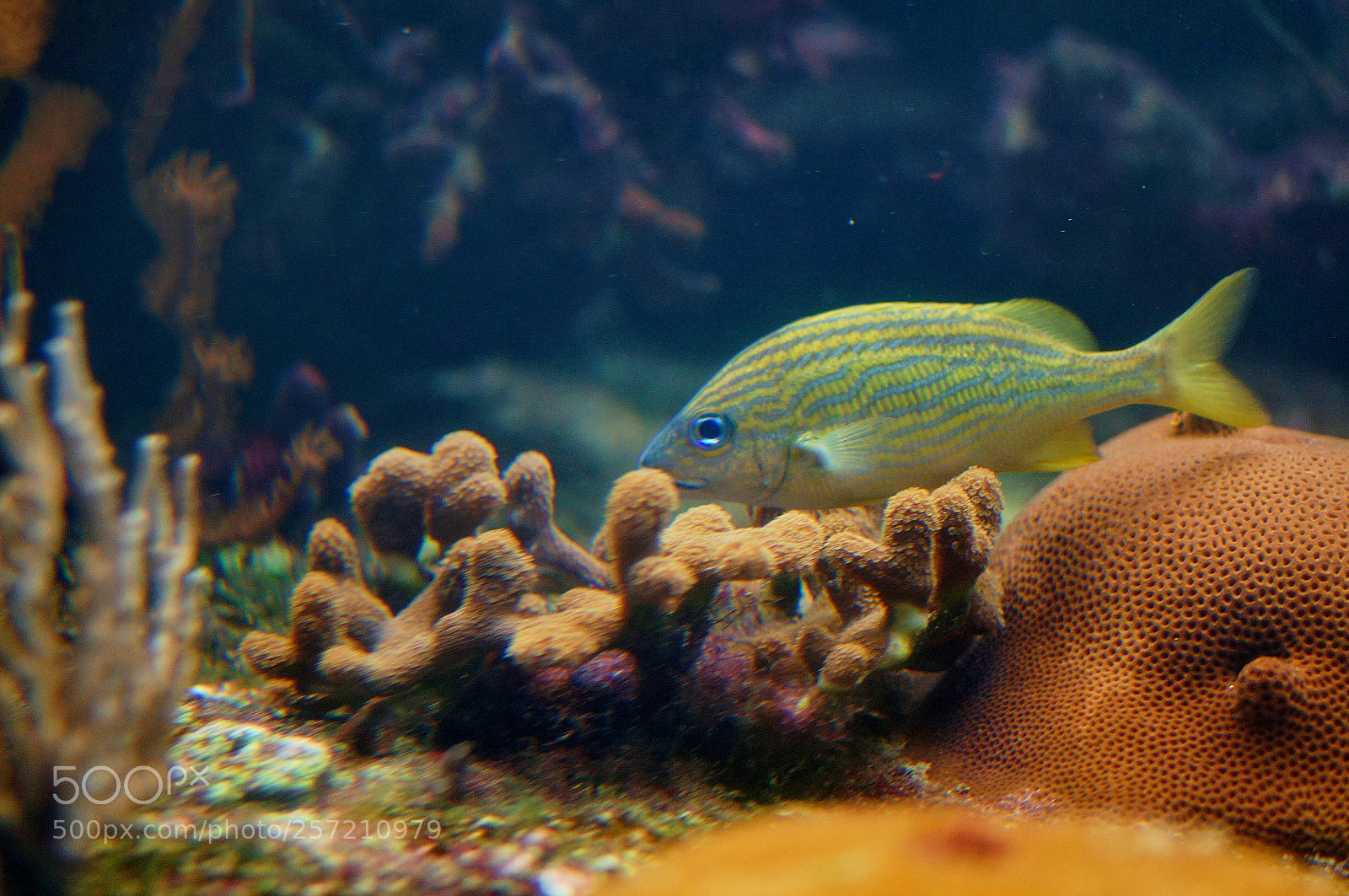 Sony Alpha NEX-5R sample photo. Just a fish photography