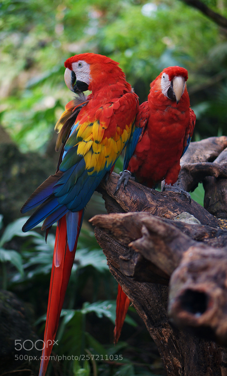 Sony Alpha NEX-5R sample photo. Bird photography