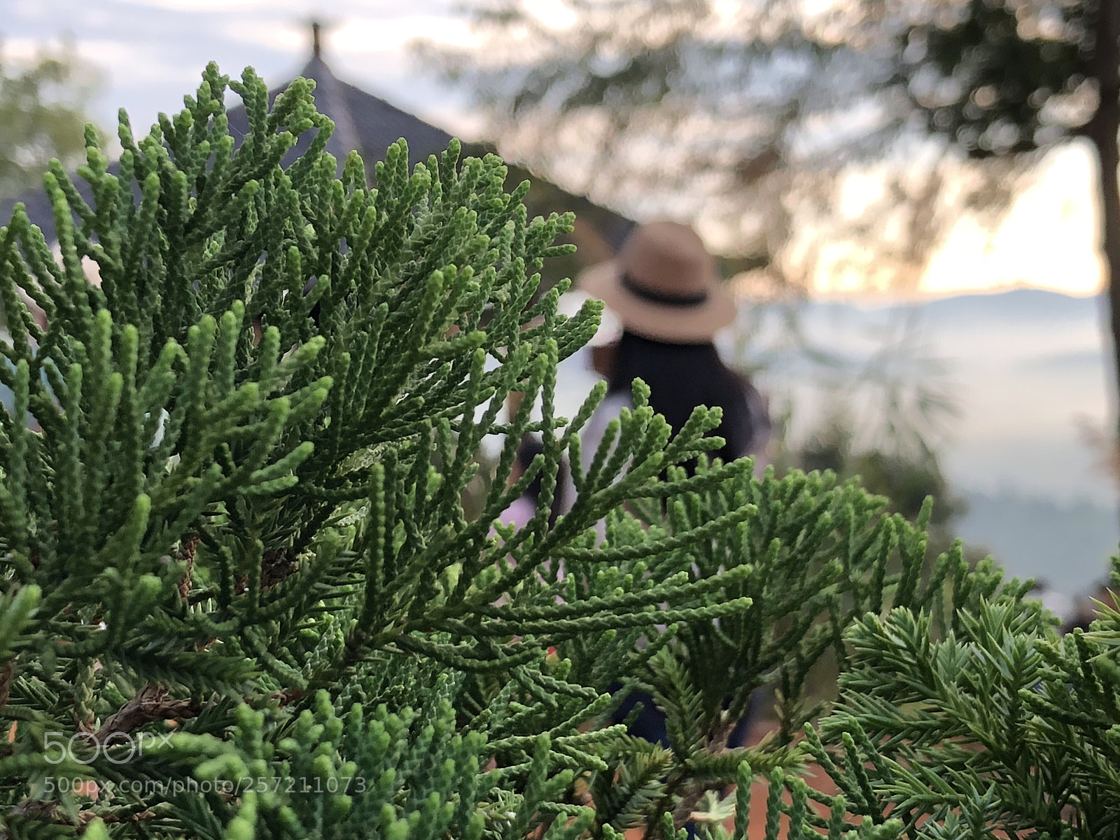 Apple iPhone 8 Plus sample photo. Img photography