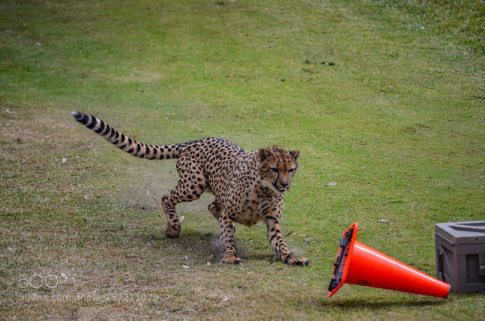 Nikon D7000 sample photo.  cheetah photography