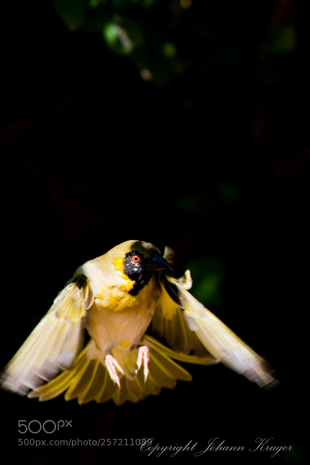Canon EOS 7D Mark II sample photo. Bird landing photography