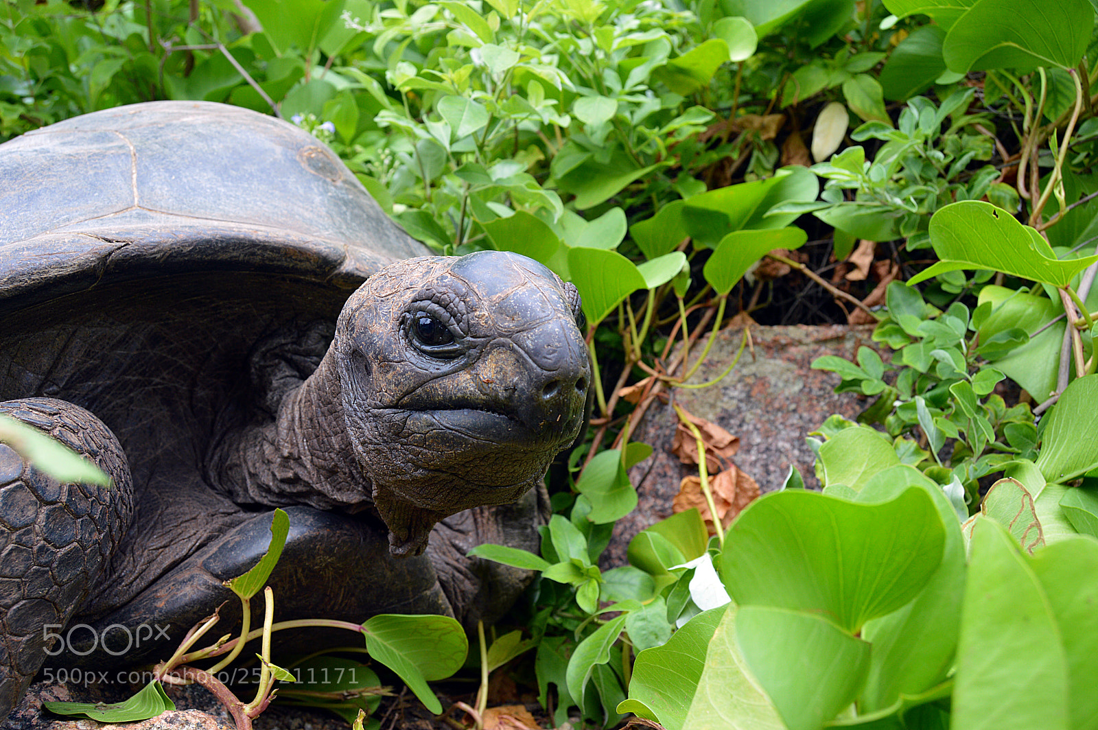Nikon D3200 sample photo. Giant turtle photography