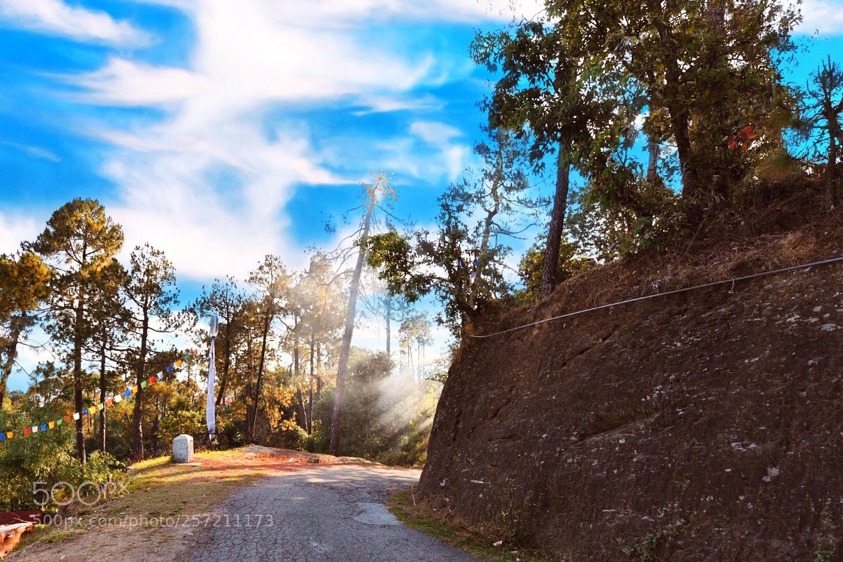 Nikon D750 sample photo. Morning rays around the photography