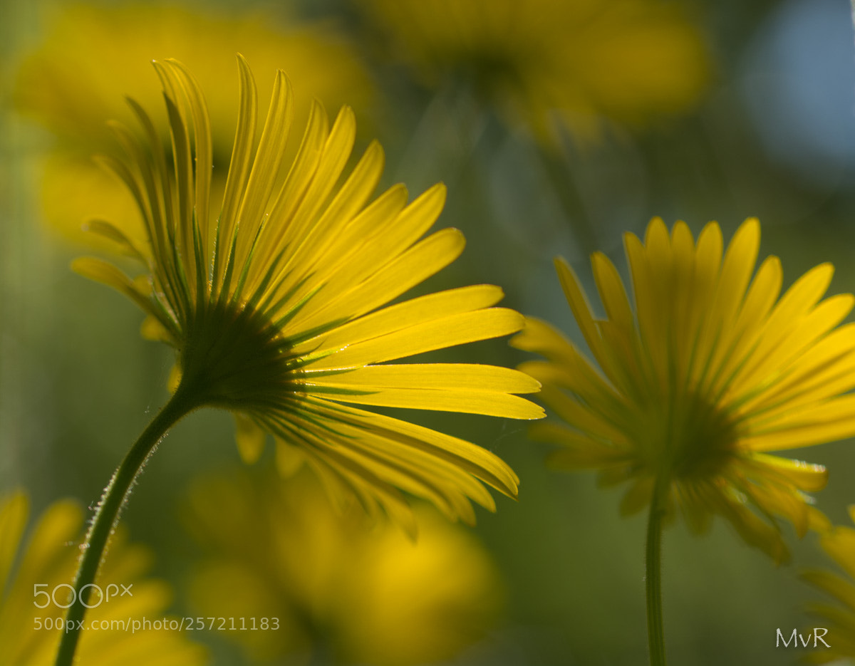 Nikon D7100 sample photo. Doronicum plantagineum photography