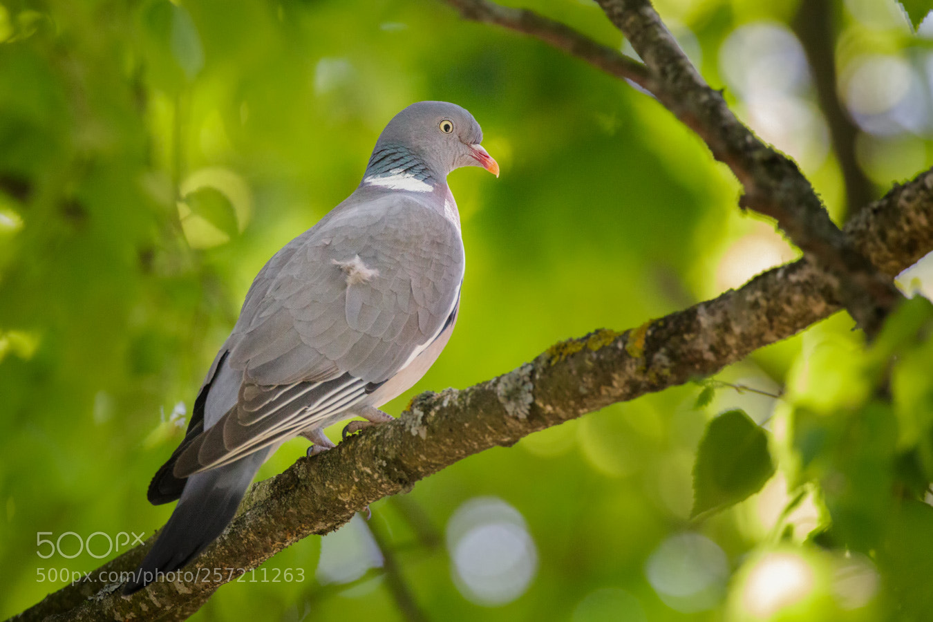Canon EOS 5D Mark IV sample photo. Woodpigeon photography