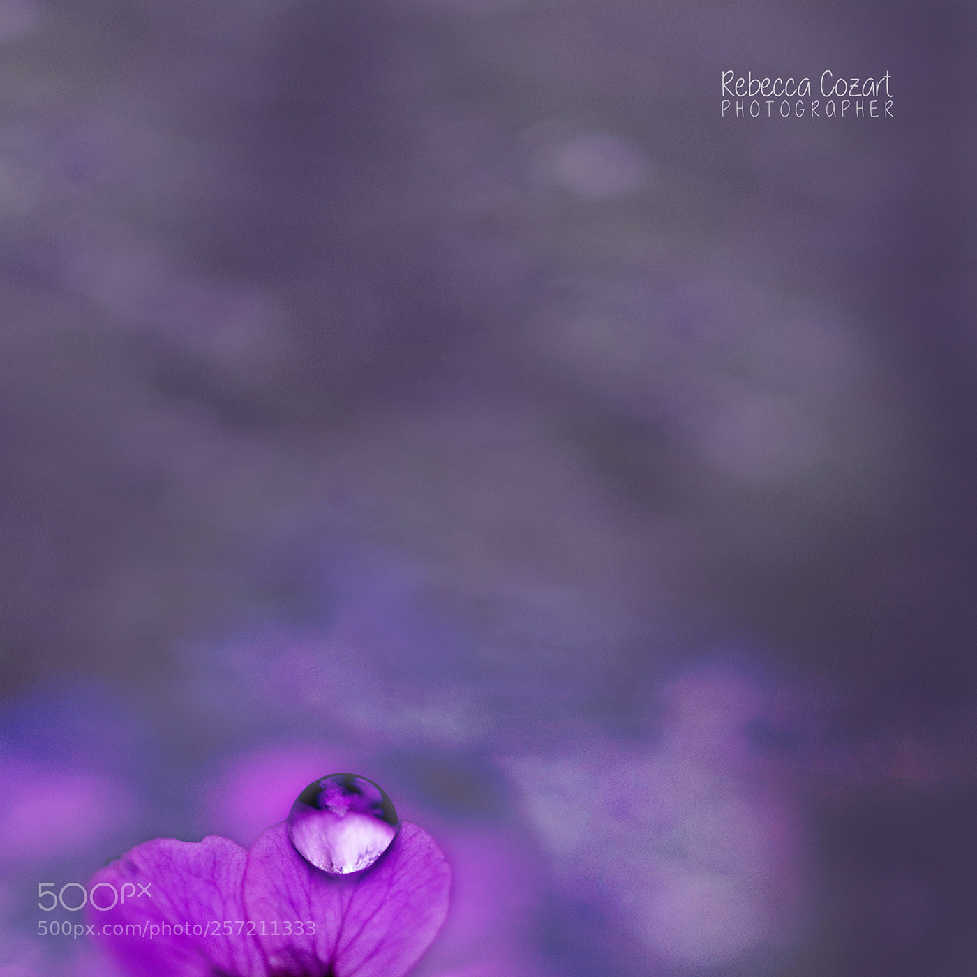 Canon EOS 5D Mark IV sample photo. Garden jewel photography