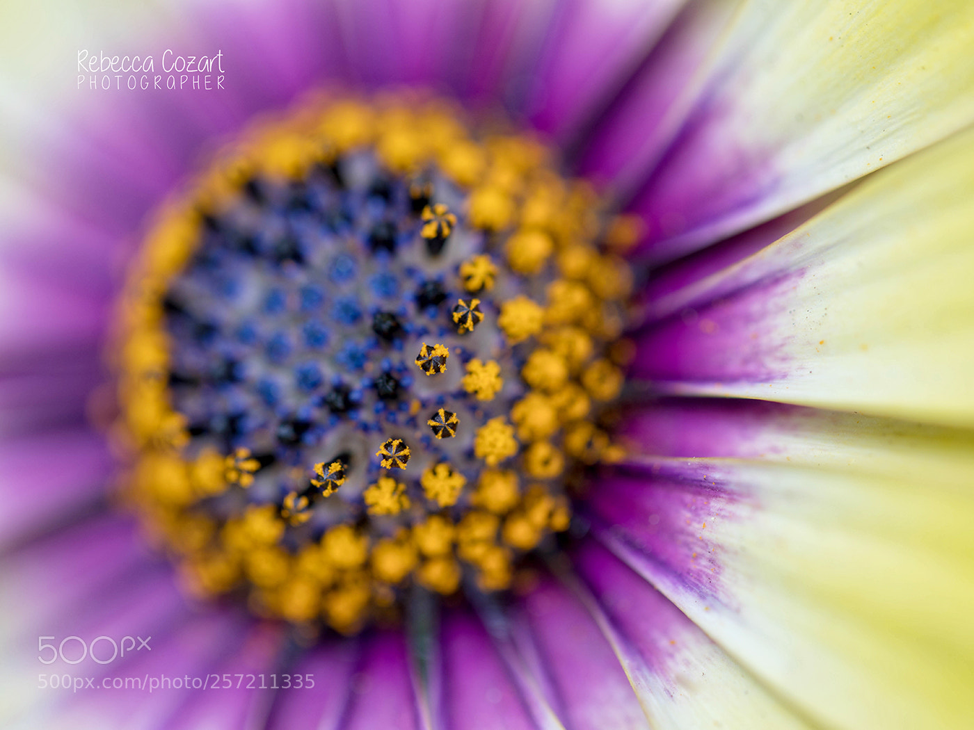 Canon EOS 5D Mark IV sample photo. Deep inside photography