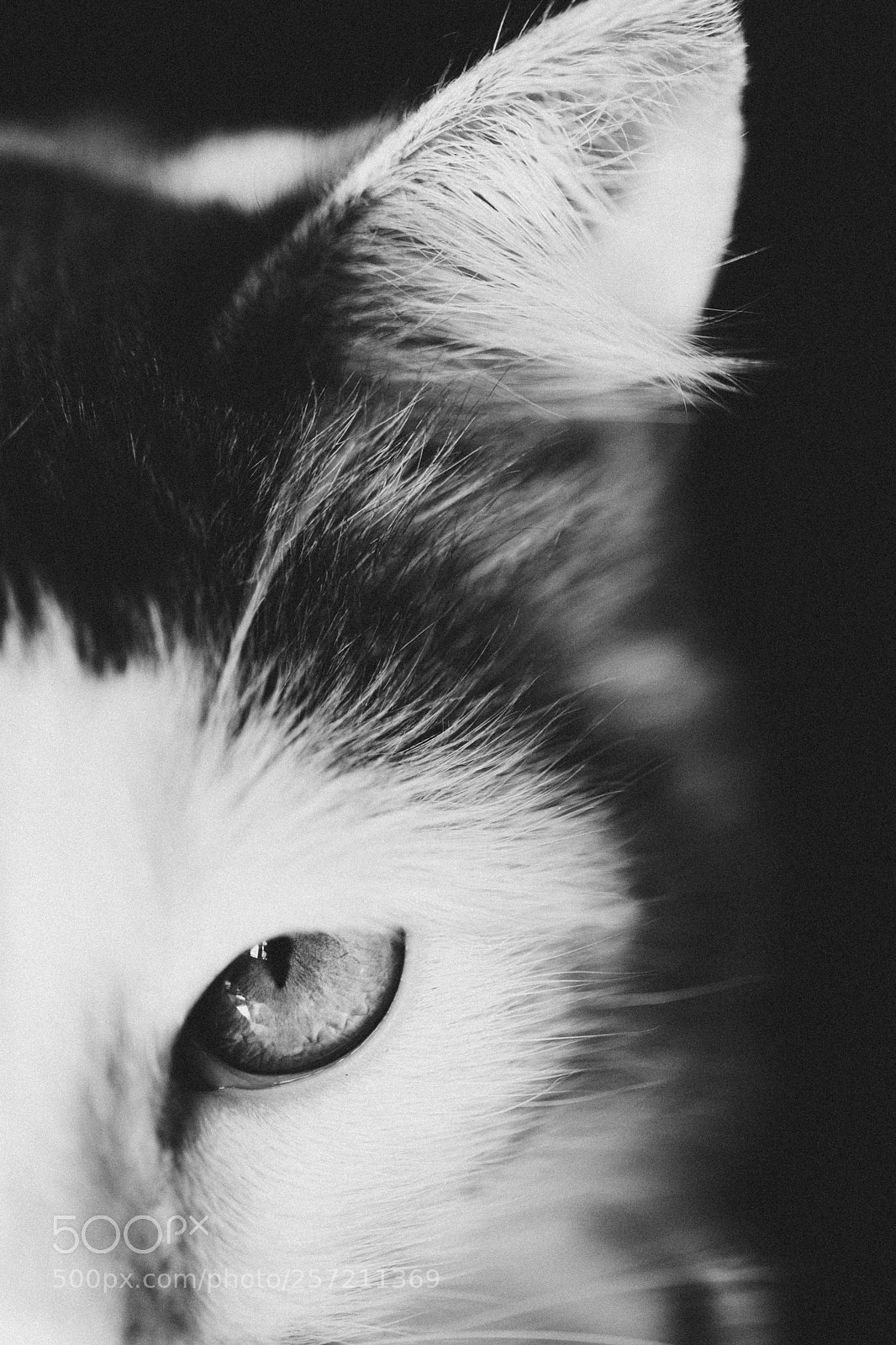 Canon EOS 5D Mark IV sample photo. Pepper black and white photography