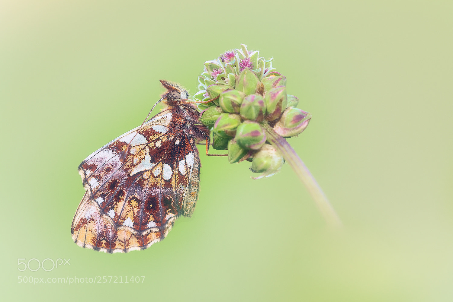 Nikon D750 sample photo. Boloria dia v photography