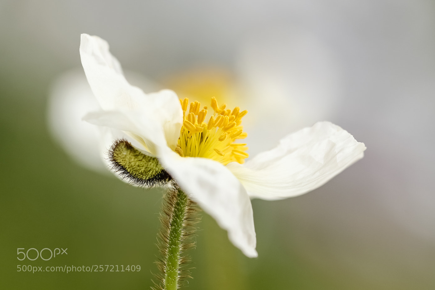 Canon EOS 550D (EOS Rebel T2i / EOS Kiss X4) sample photo. White poppy photography