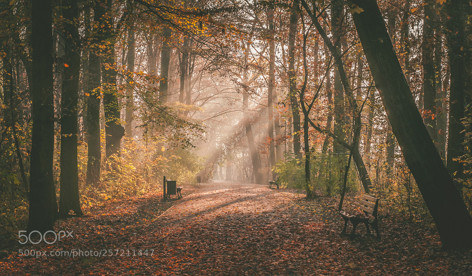 Nikon D90 sample photo. Autumn walks photography