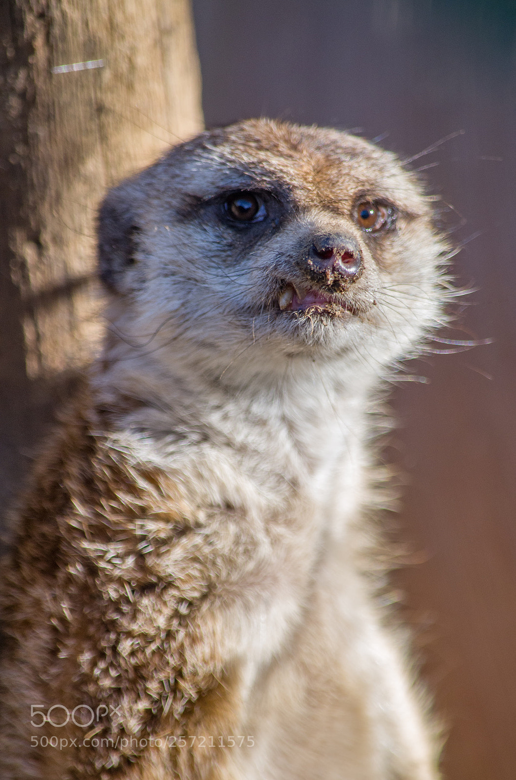 Nikon D7000 sample photo. Meerkat photography
