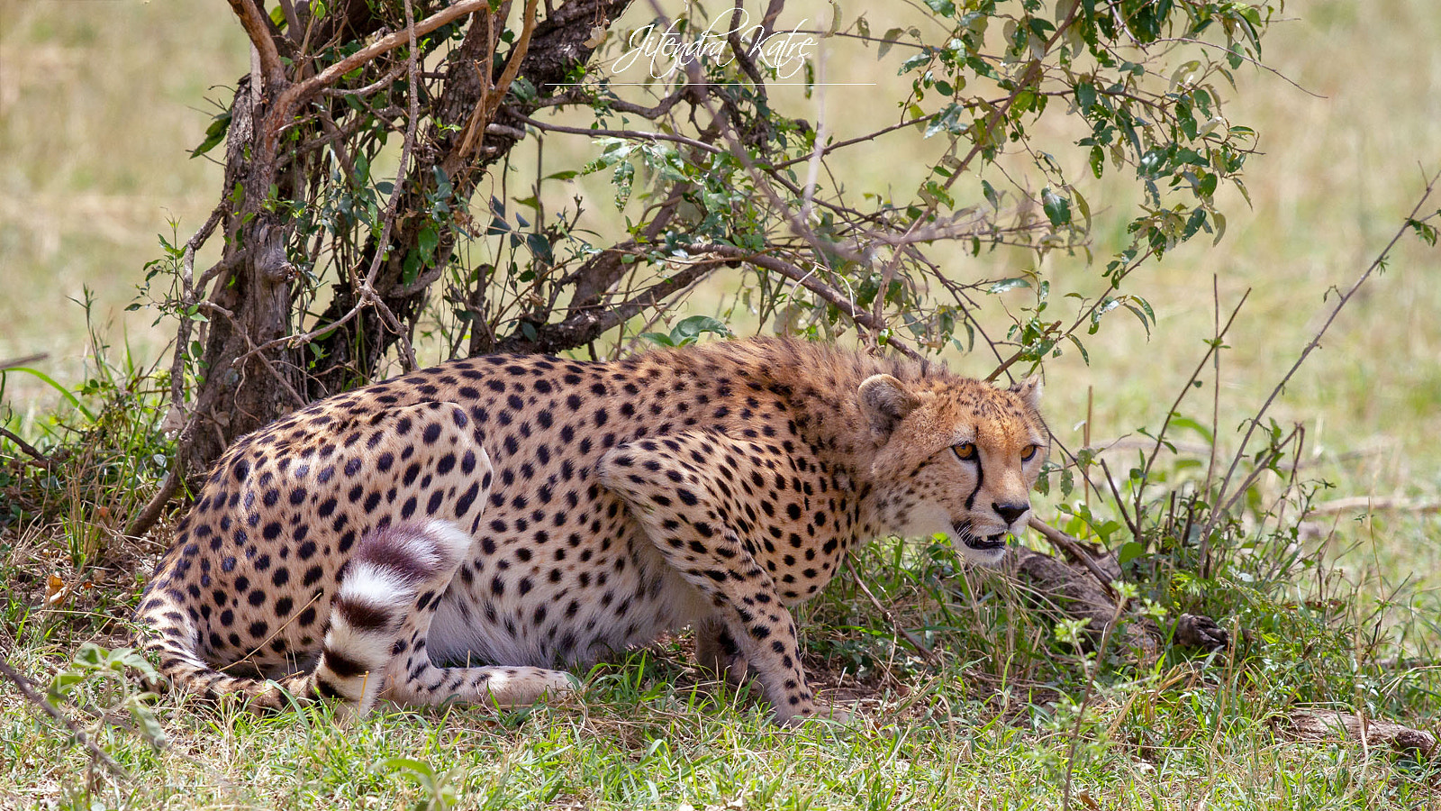 Canon EOS 7D sample photo. Predator photography