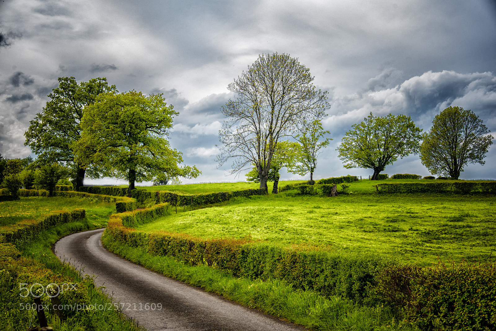 Nikon D750 sample photo. Ode au printemps cor photography