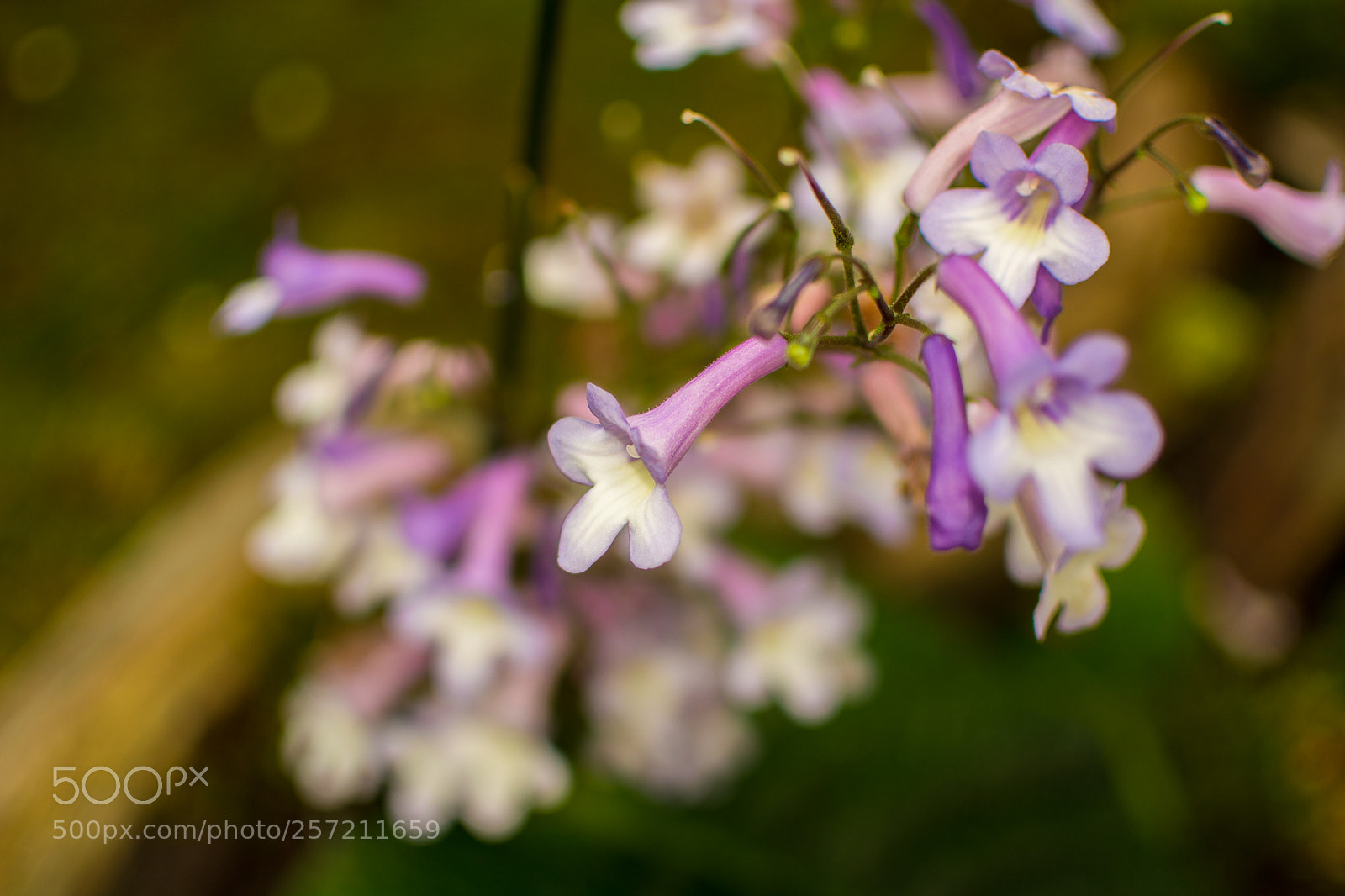 Nikon D5200 sample photo. Purple flower photography